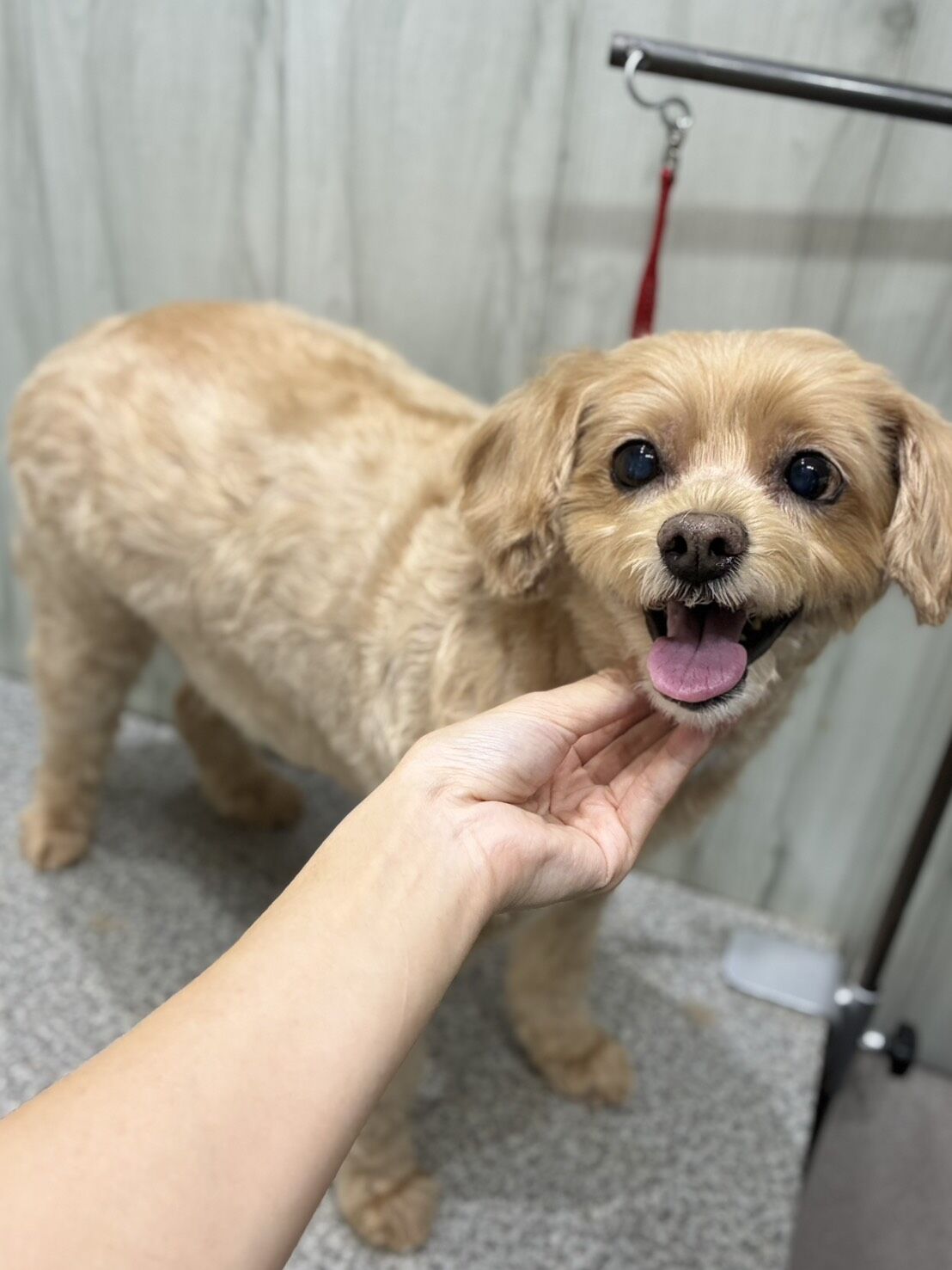 【トリミング✂️】あんずちゃん🐶