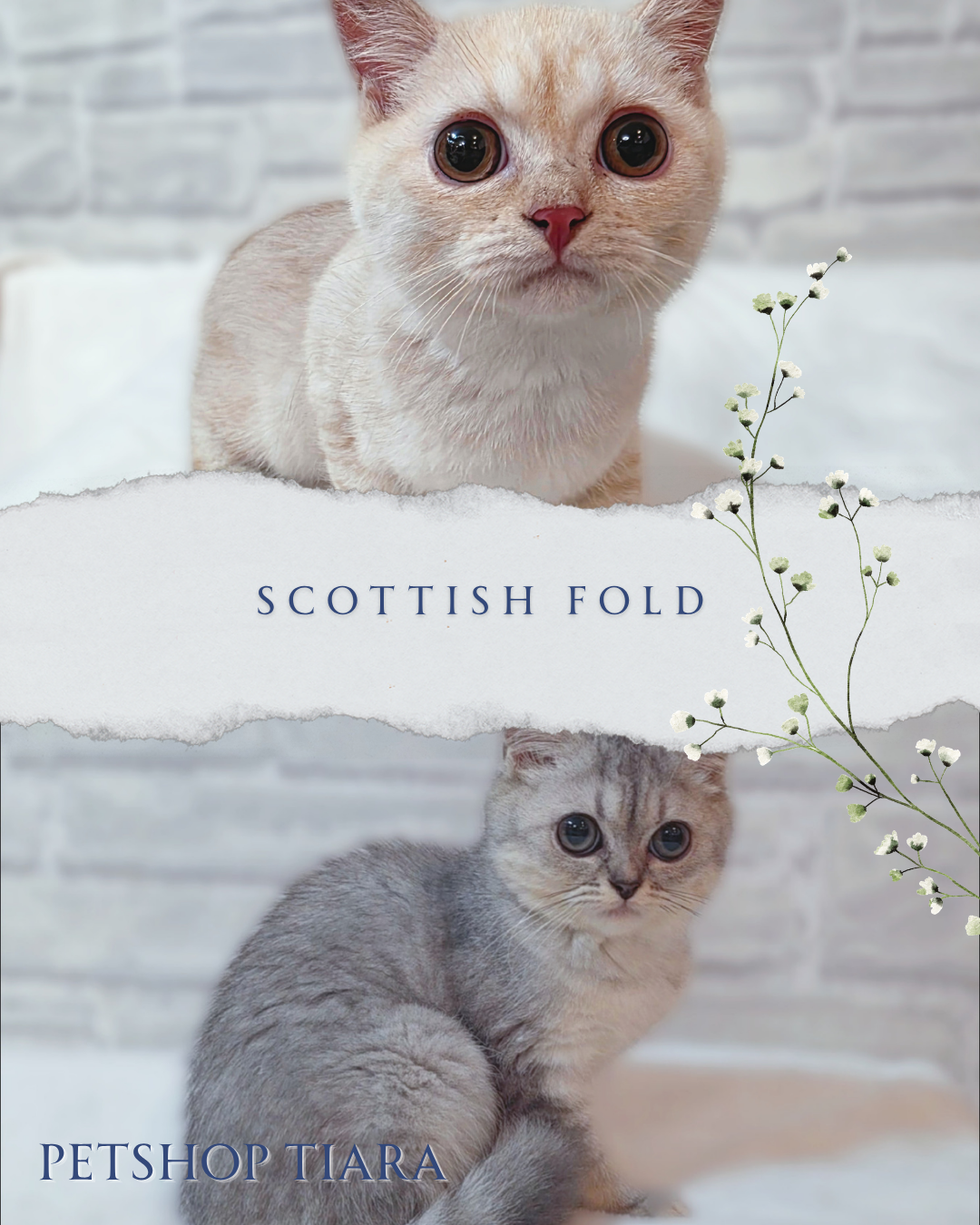 【子猫紹介✨】スコティッシュ兄妹