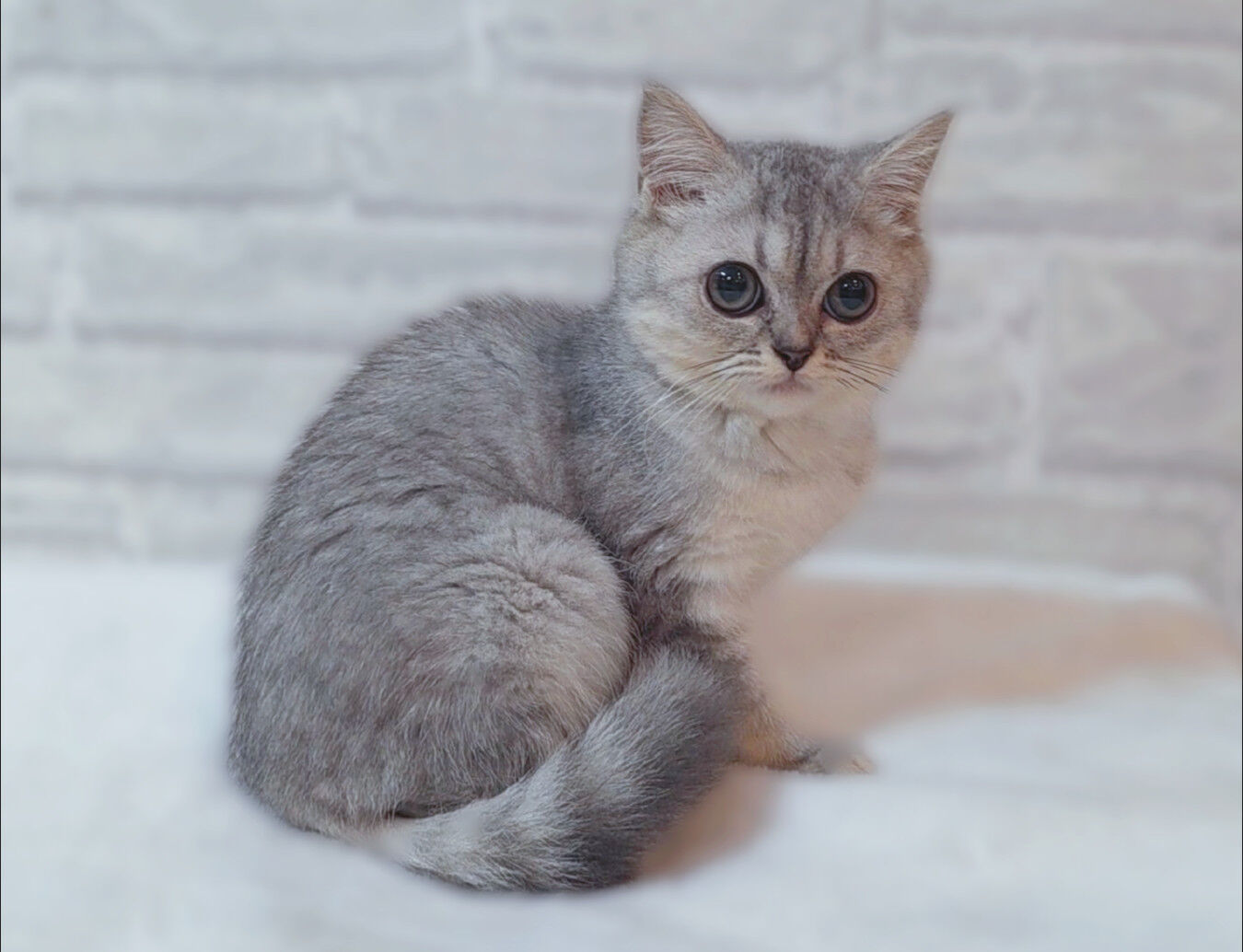 【子猫紹介✨】スコティッシュ兄妹