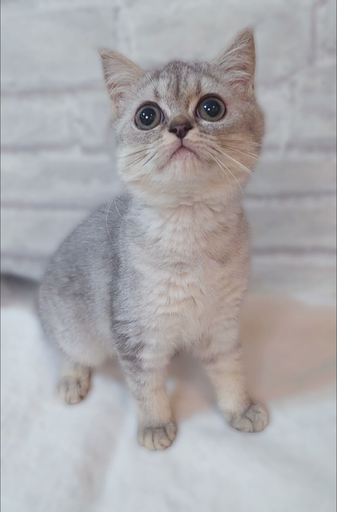 【子猫紹介✨】スコティッシュ兄妹