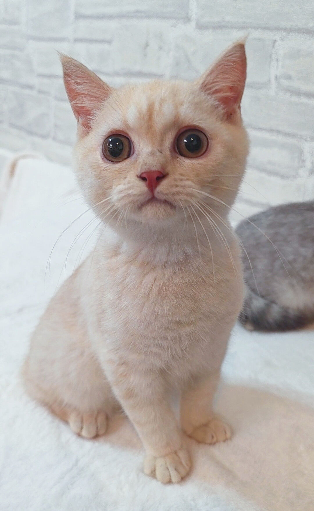 【子猫紹介✨】スコティッシュ兄妹