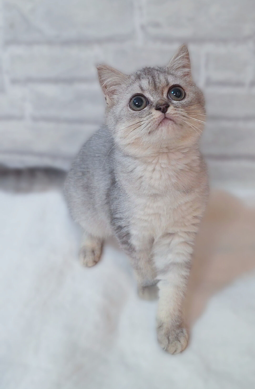 【子猫紹介✨】スコティッシュ兄妹