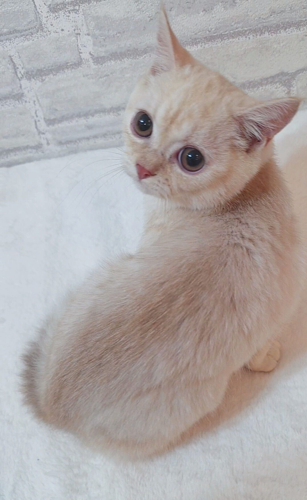 【子猫紹介✨】スコティッシュ兄妹