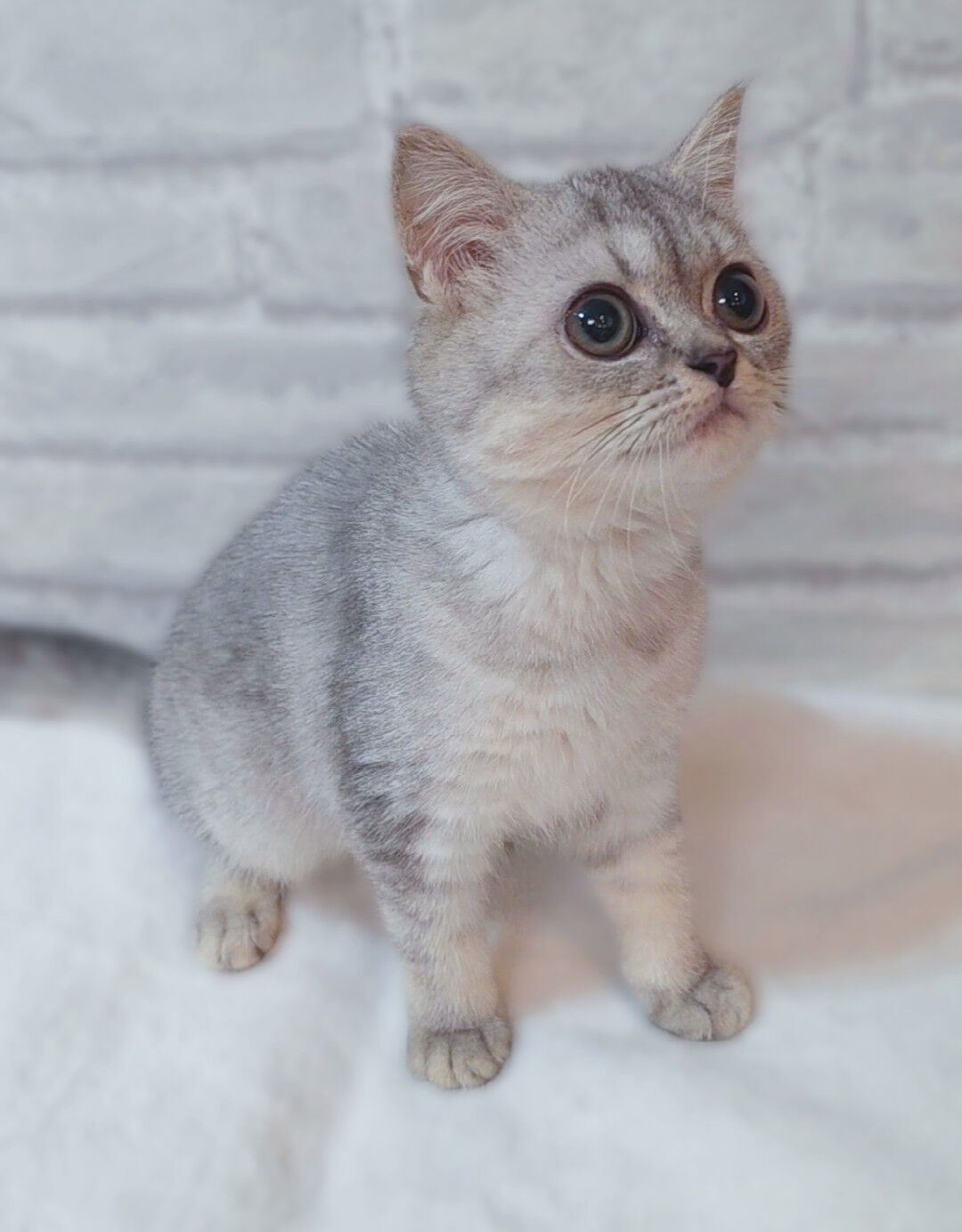 【子猫紹介✨】スコティッシュ兄妹