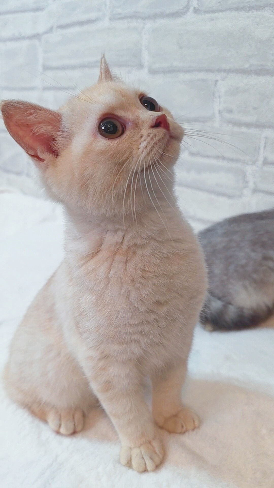 【子猫紹介✨】スコティッシュ兄妹