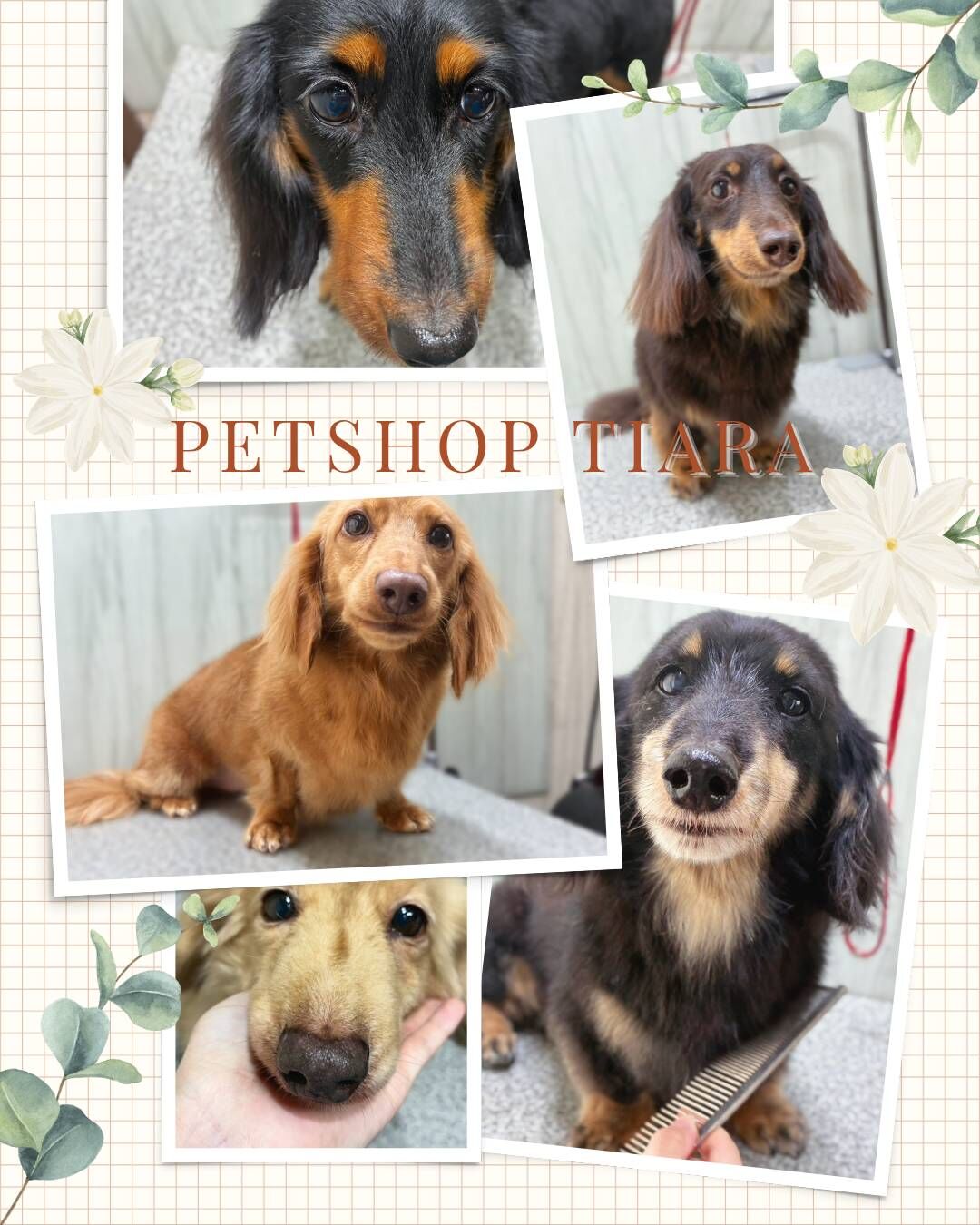 【トリミング紹介】Mダックスファミリー🐶✨