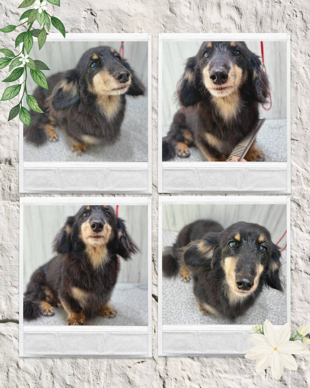 【トリミング紹介】Mダックスファミリー🐶✨