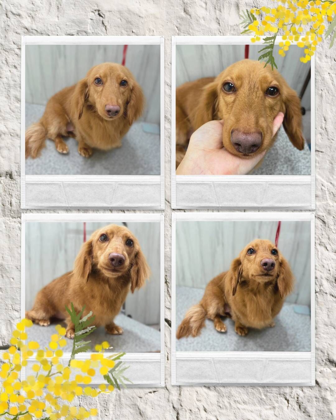【トリミング紹介】Mダックスファミリー🐶✨