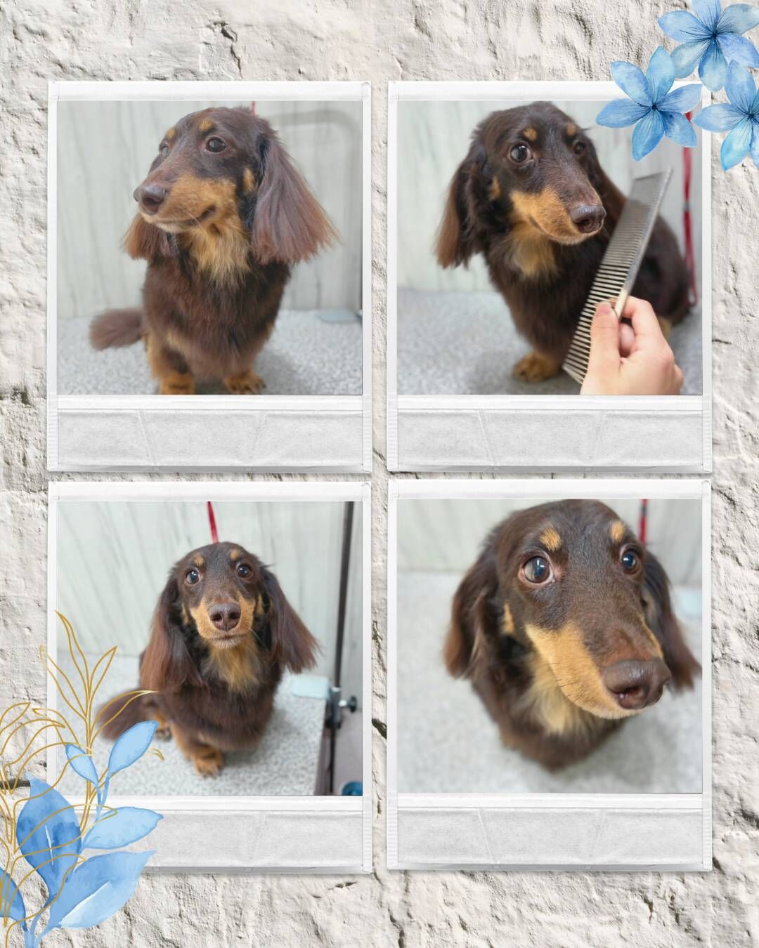 【トリミング紹介】Mダックスファミリー🐶✨