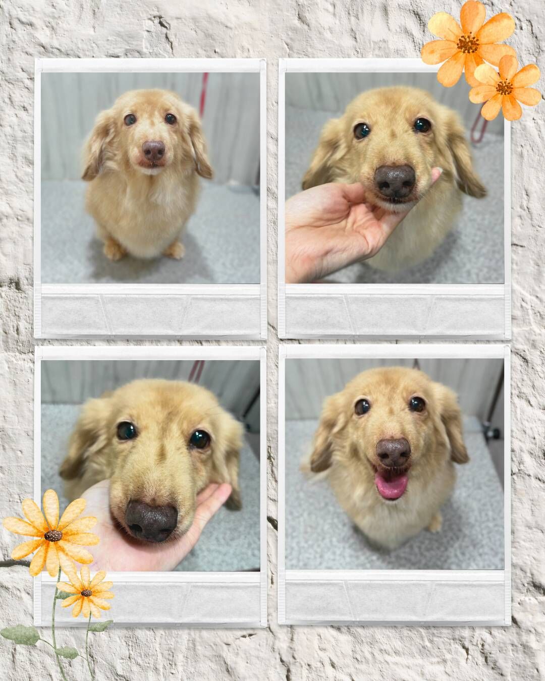 【トリミング紹介】Mダックスファミリー🐶✨