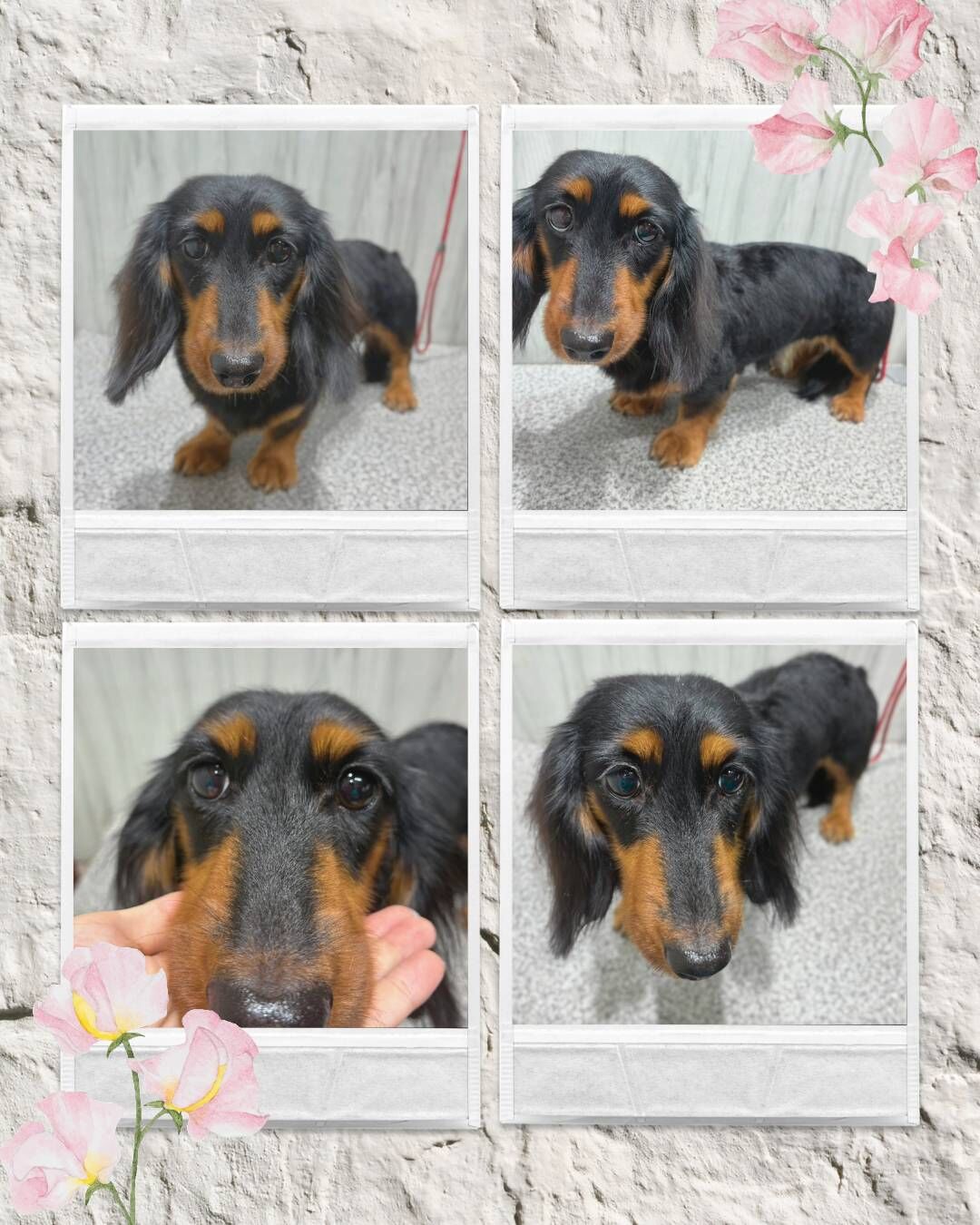 【トリミング紹介】Mダックスファミリー🐶✨