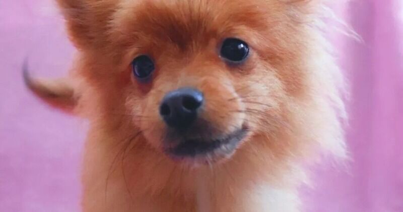ペットとの暮らしを支える取り組み