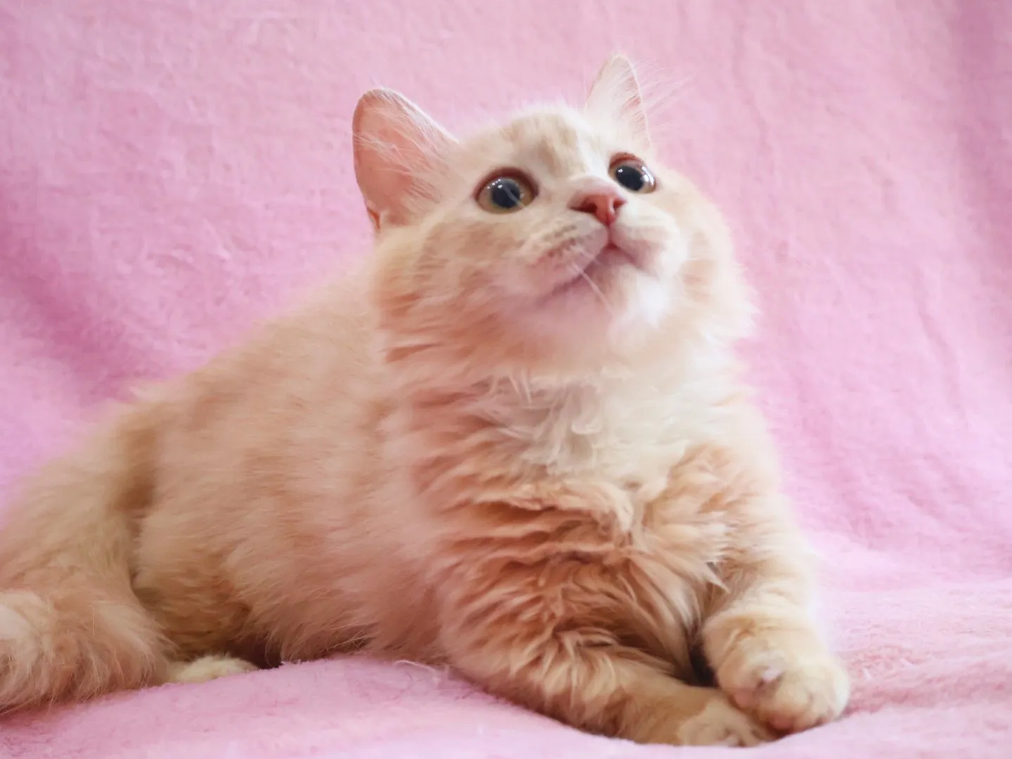 ミヌエット😸🐱😽