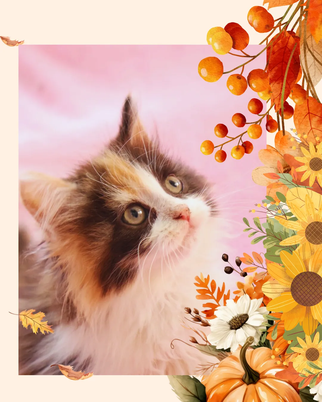 サイベリアン子猫😽😻😸😹