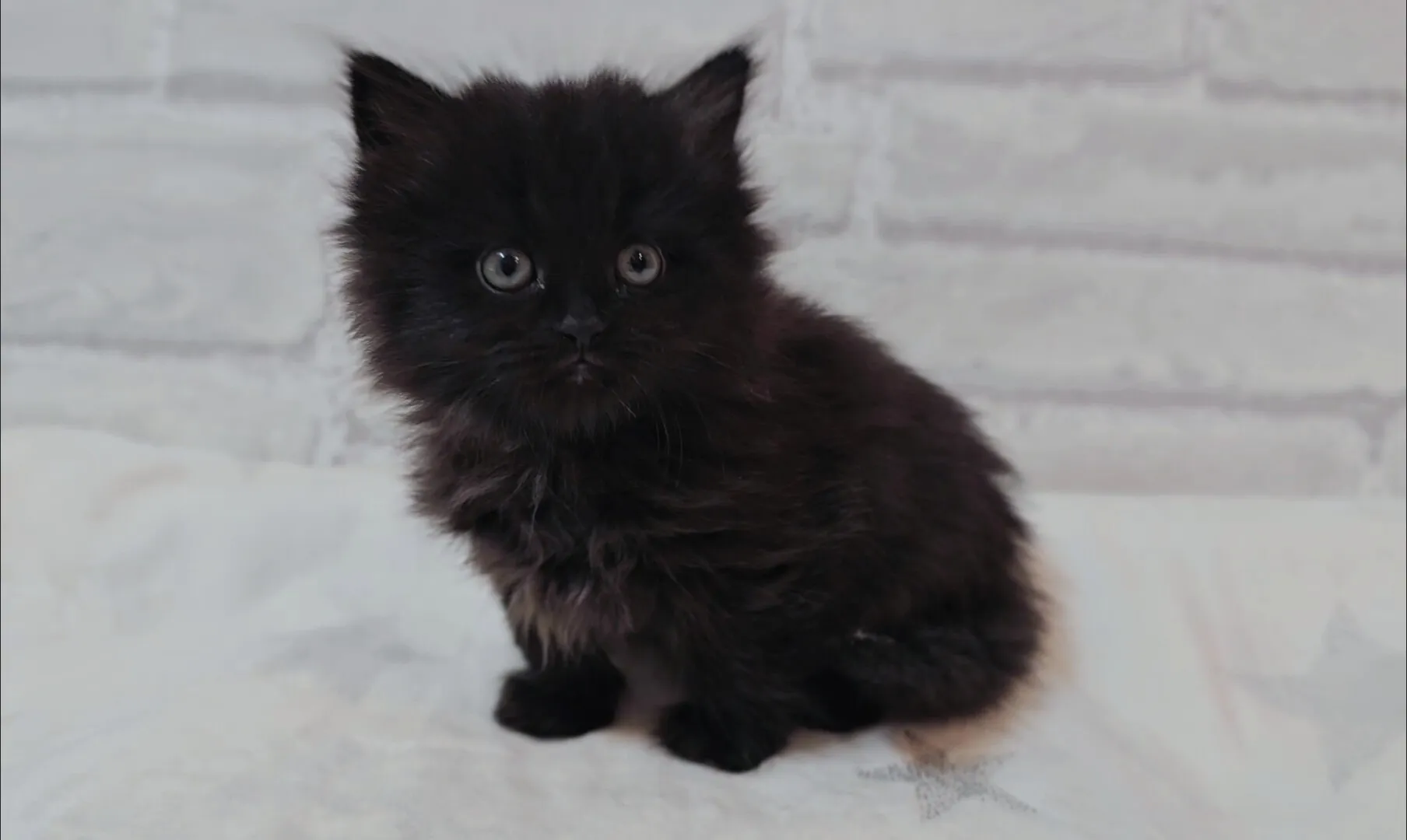 【✨ご家族様が決まりました✨】サイベリアン/男の子👦/ペット番号303