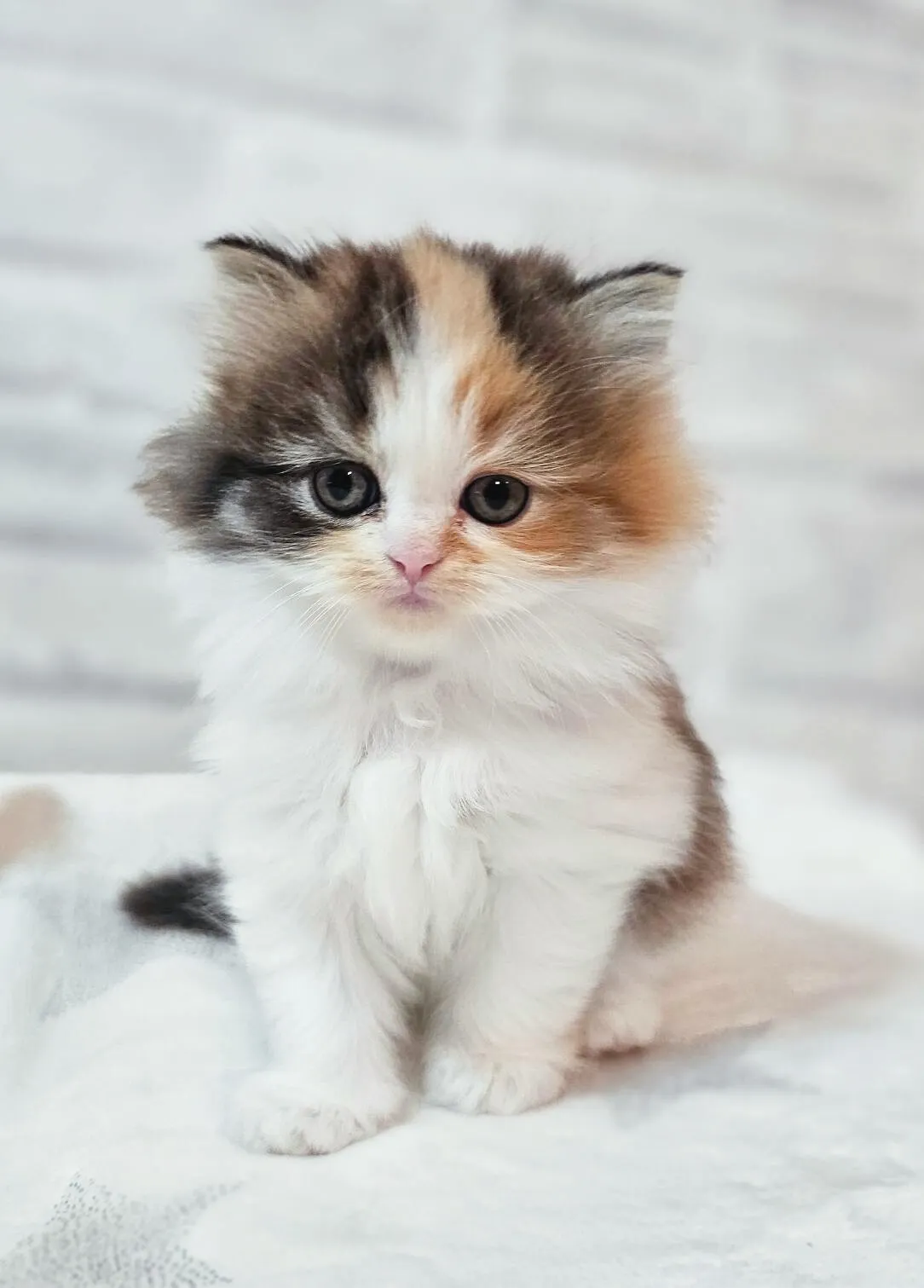 【✨ご家族様が決まりました✨】スコティッシュ/女の子👧/ペット番号310