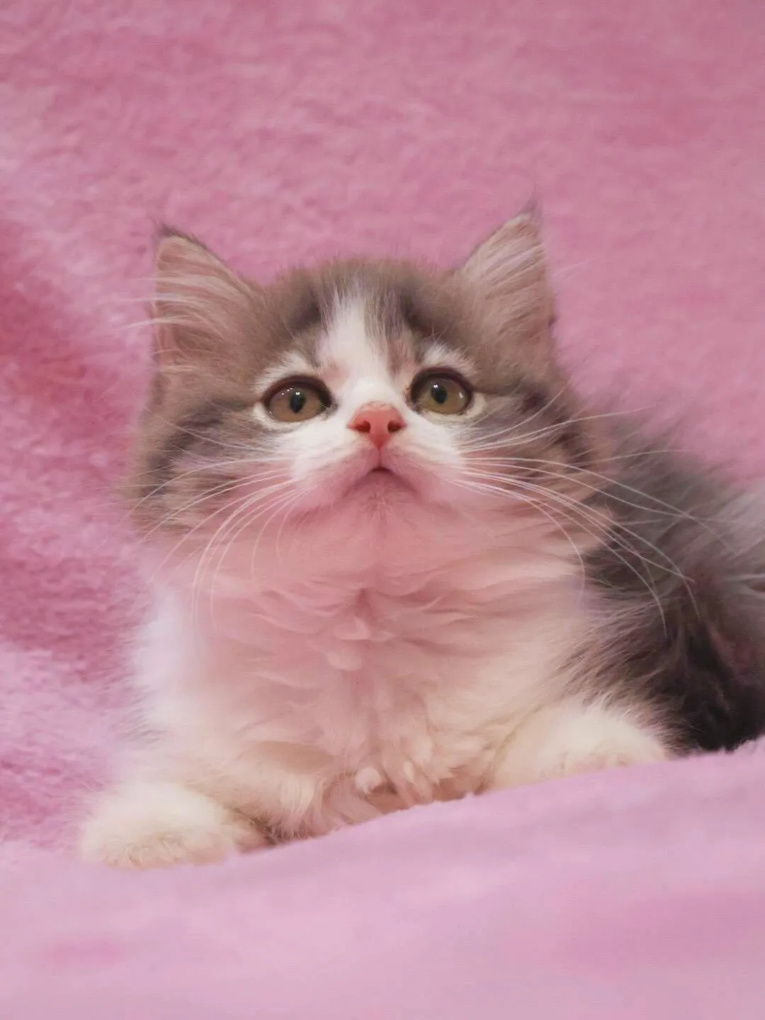 【ご家族様が決まりました✨】サイベリアン/女の子👧/ペット番号308