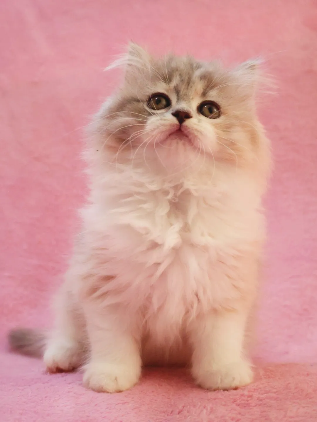 【ご家族様が決まりました✨】スコティッシュ/女の子👧/ペット番号309