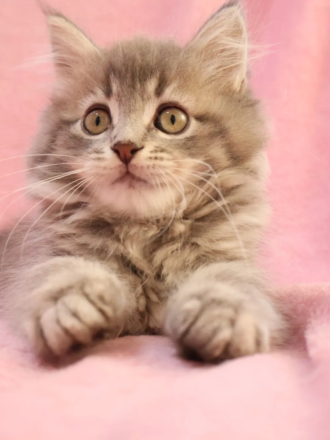 【✨ご家族様が決まりました✨】サイベリアン/男の子👦/ペット番号307