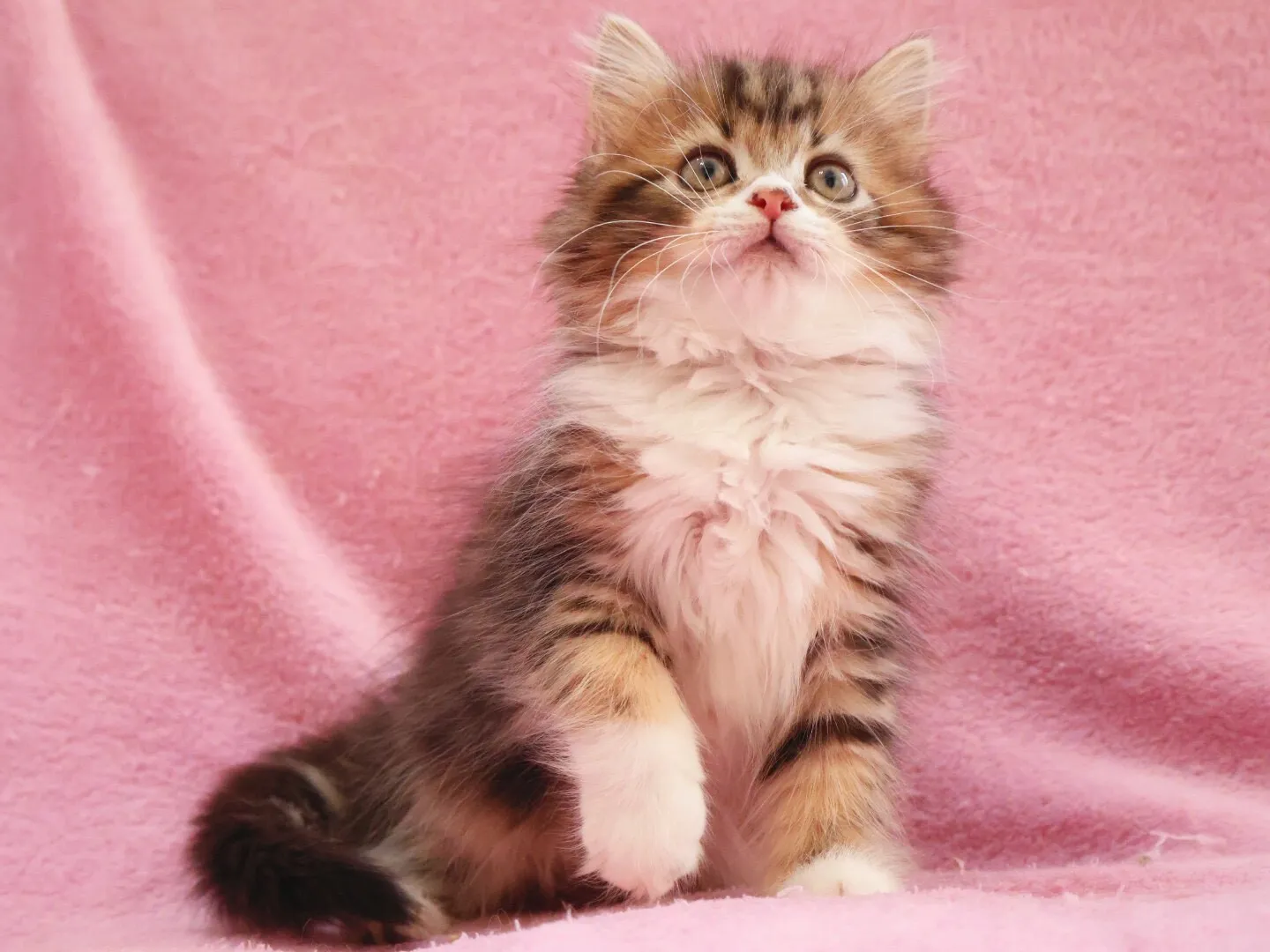 【✨ご家族様が決まりました✨】サイベリアン/女の子👧/ペット番号305