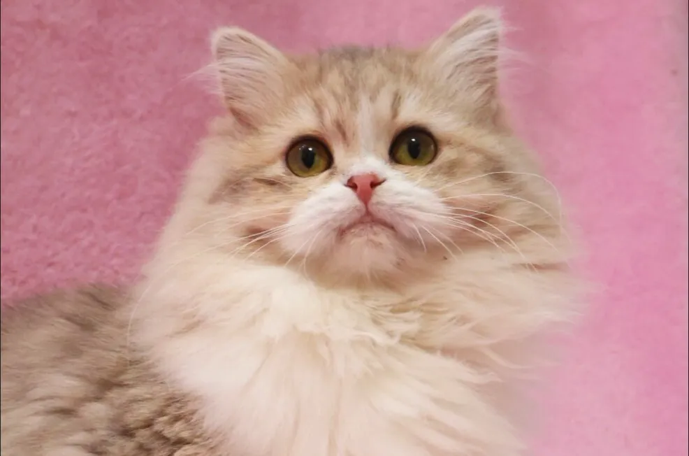 【ご家族様が決まりました✨】サイベリアン/女の子👧/ペット番号283