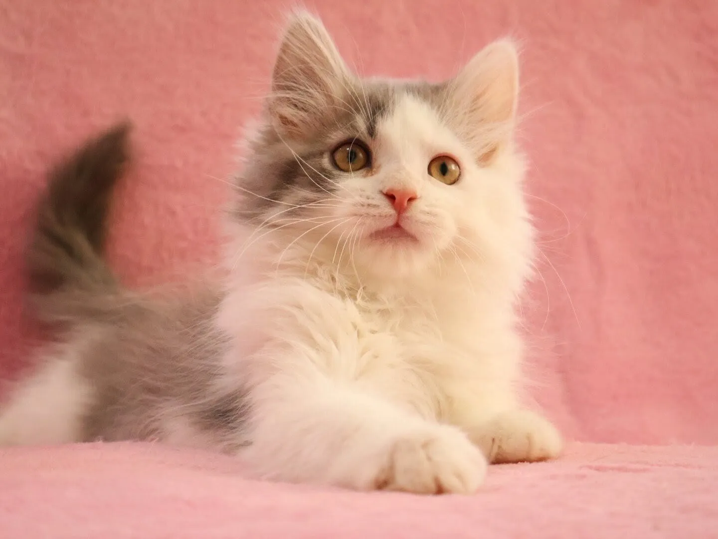 【✨ご家族様が決まりました✨】サイベリアン/男の子👦/ペット番号301