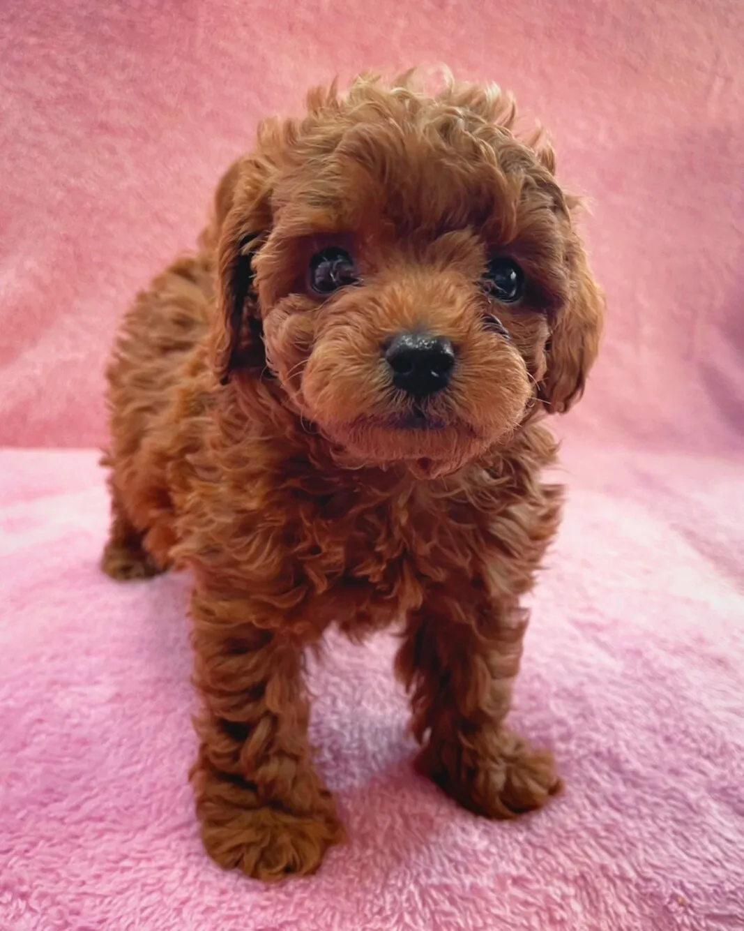 【ご家族様が決まりました✨】ヨープー/男の子👦/ペット番号313