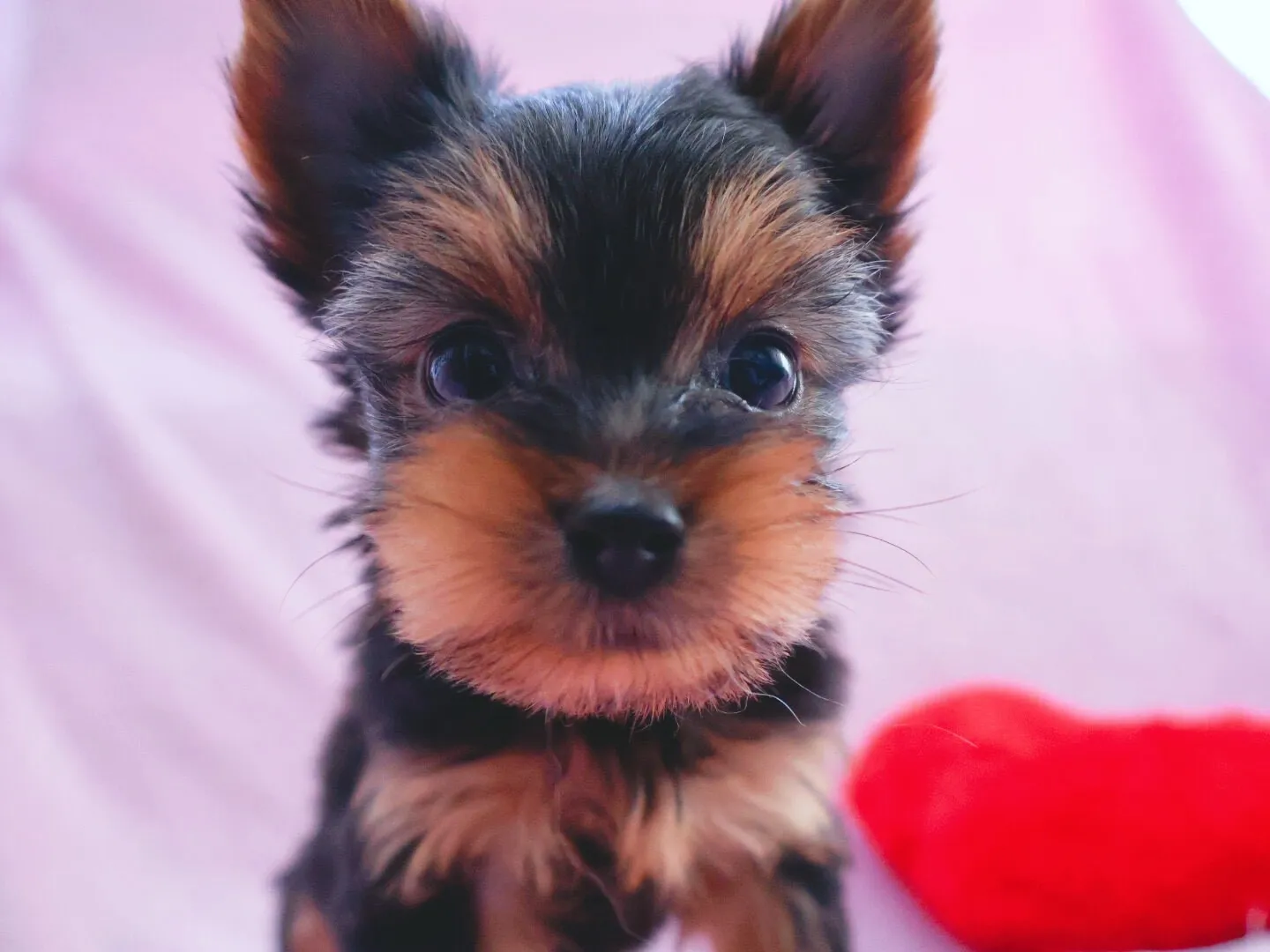 【ご家族様が決まりました✨】ヨークシャーテリア/女の子👧/ペット番号316