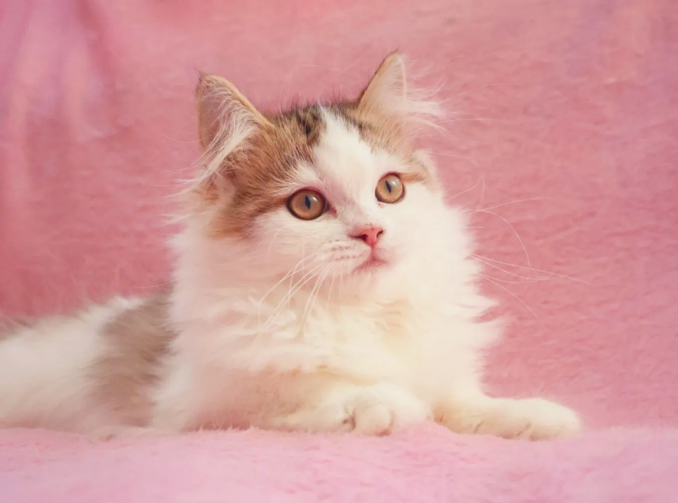 サイベリアン/男の子👦/ペット番号304