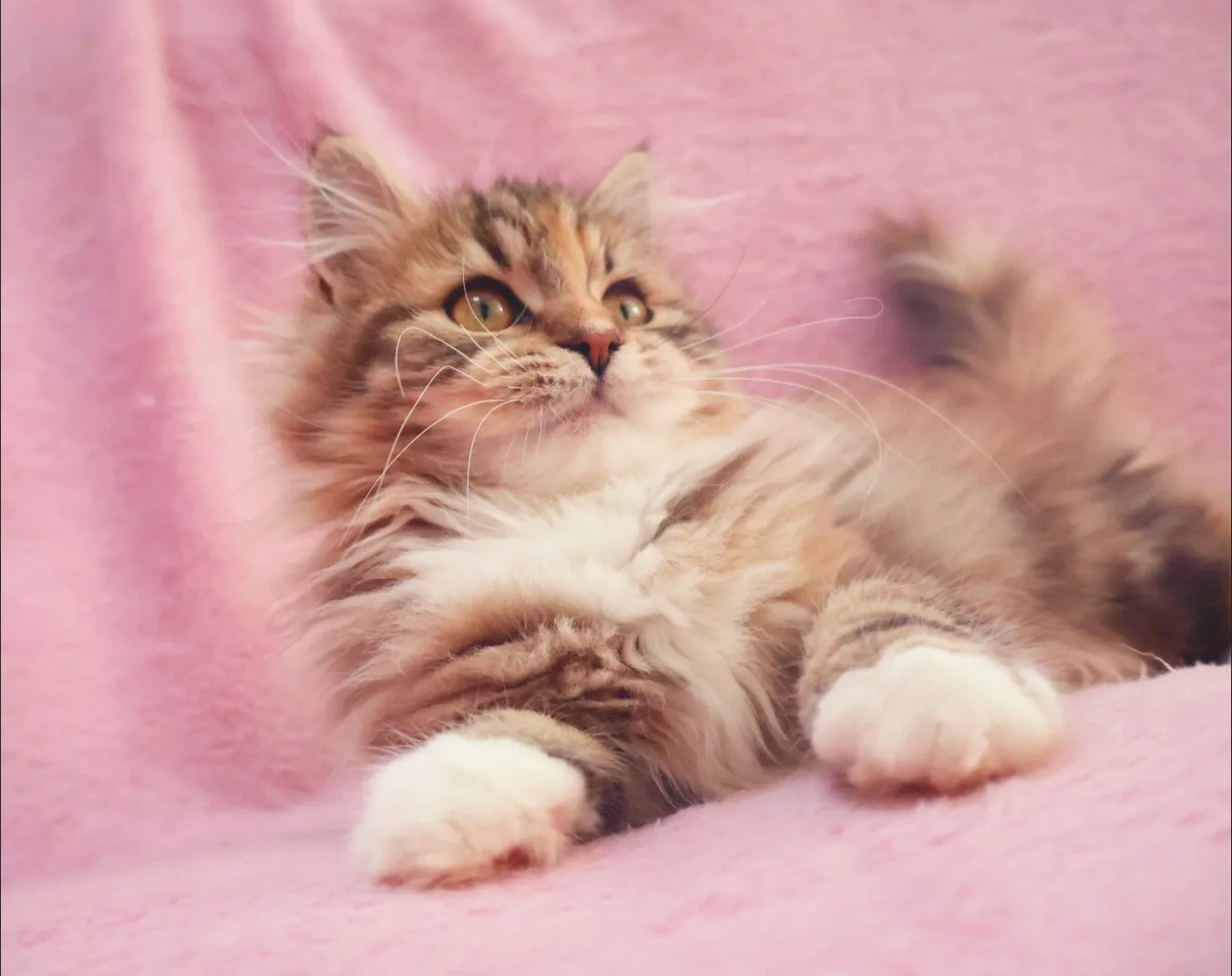 🐈️子猫のご家族様募集中🎶