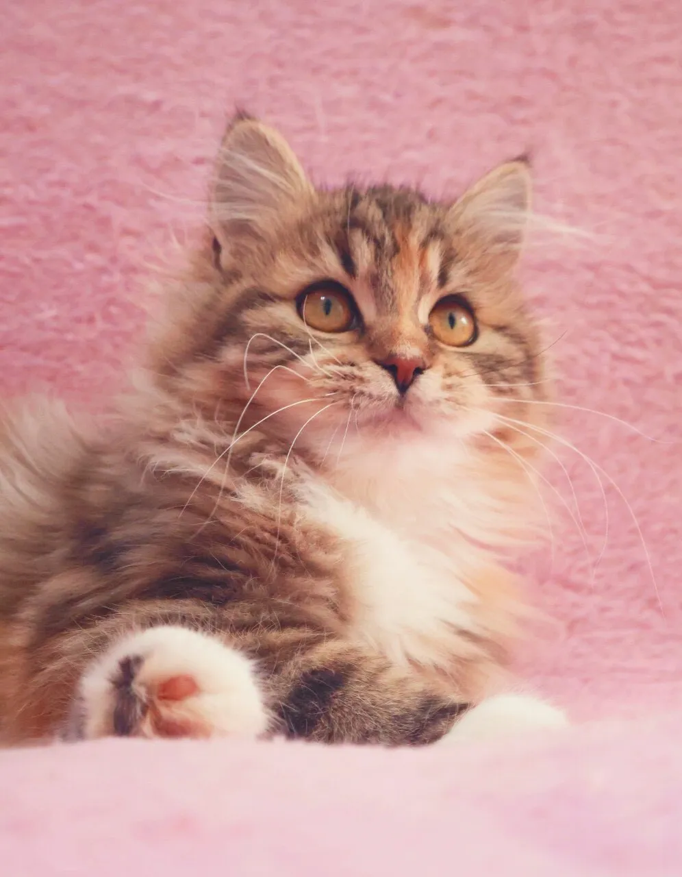 【ご家族様が決まりました✨】サイベリアン/女の子👧/ペット番号306