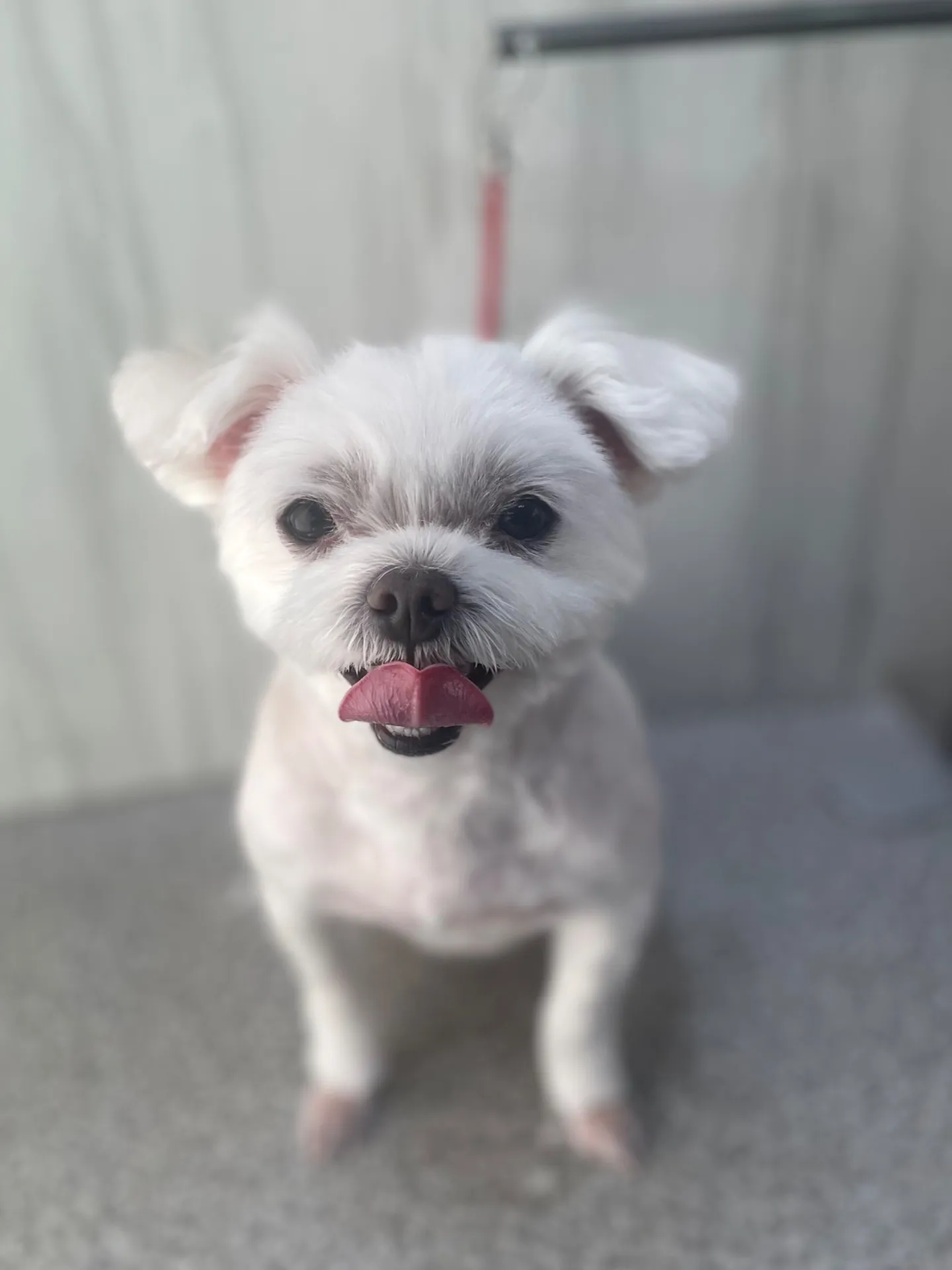 横須賀トリミング🐶✂️