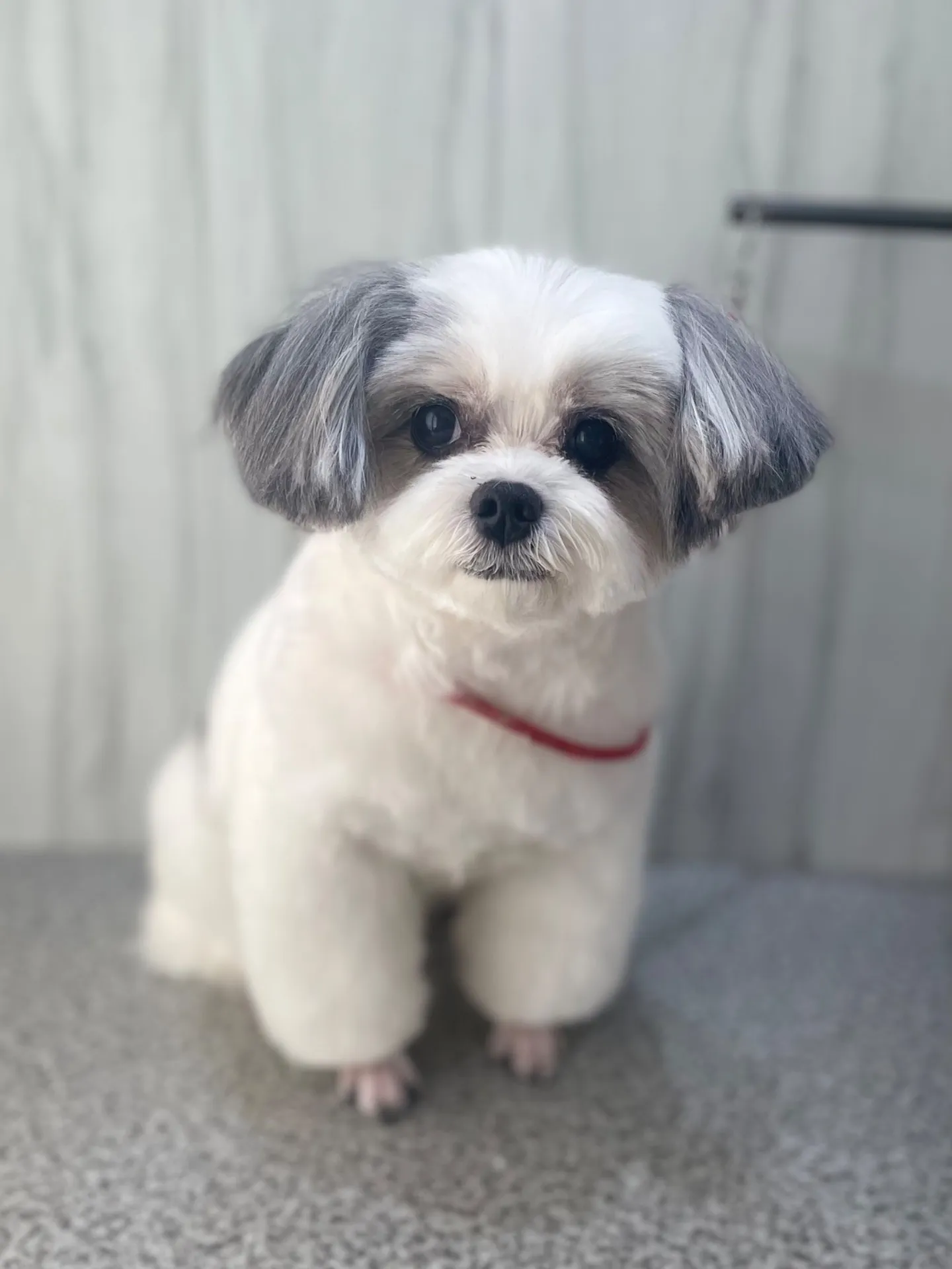 横須賀トリミング🐶✂️