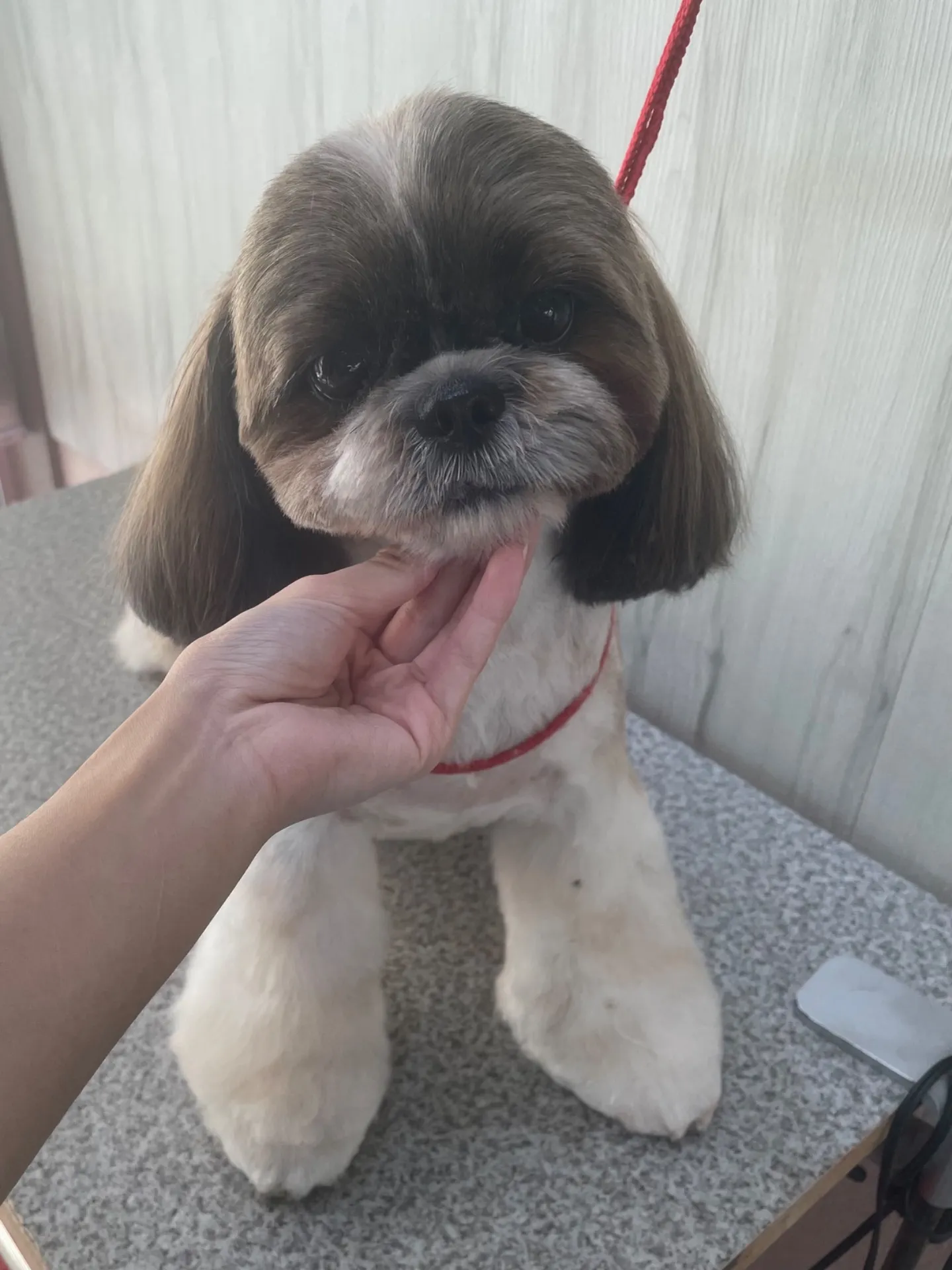 横須賀トリミング🐶✂️