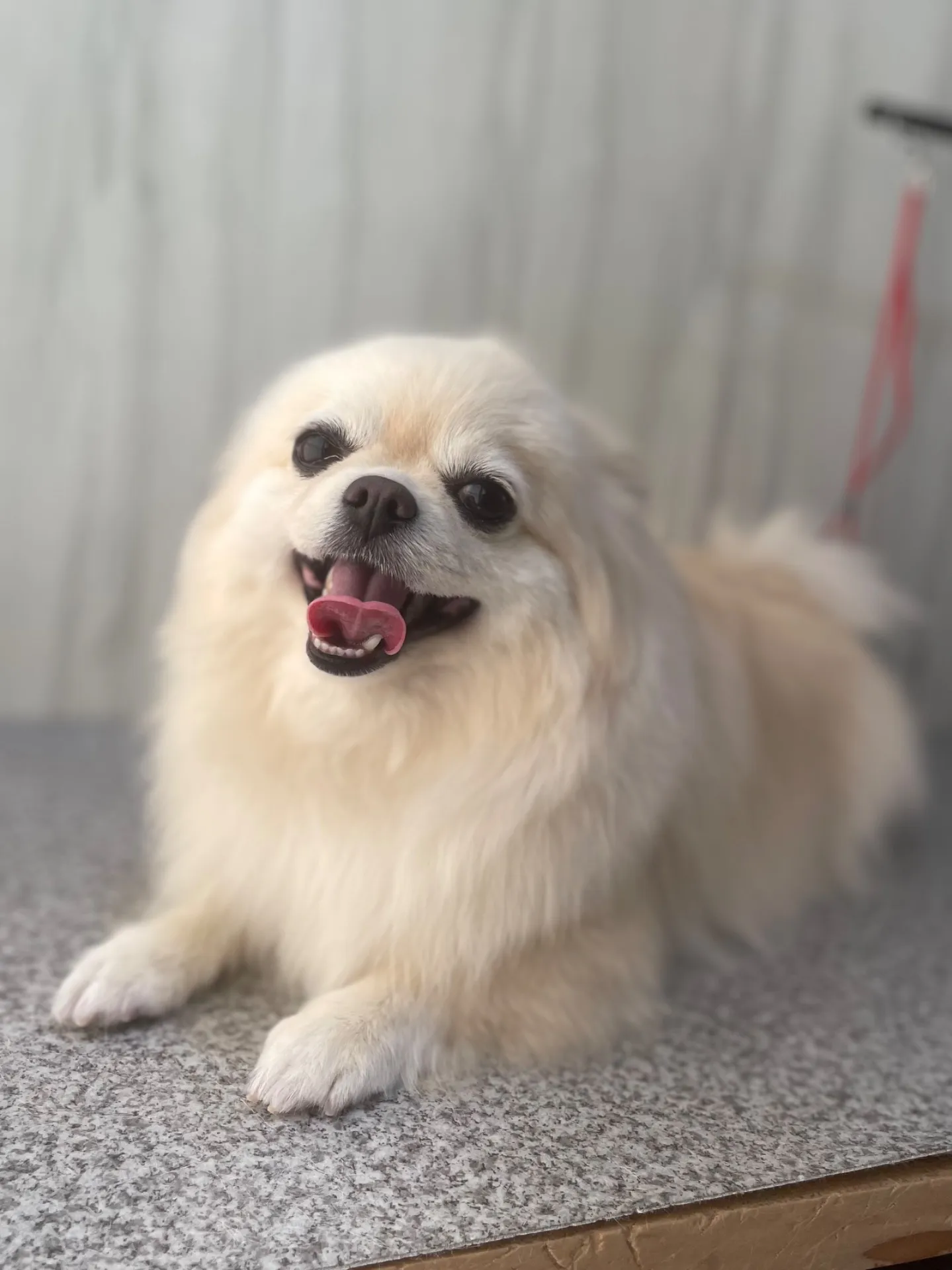 横須賀トリミング🐶✂️