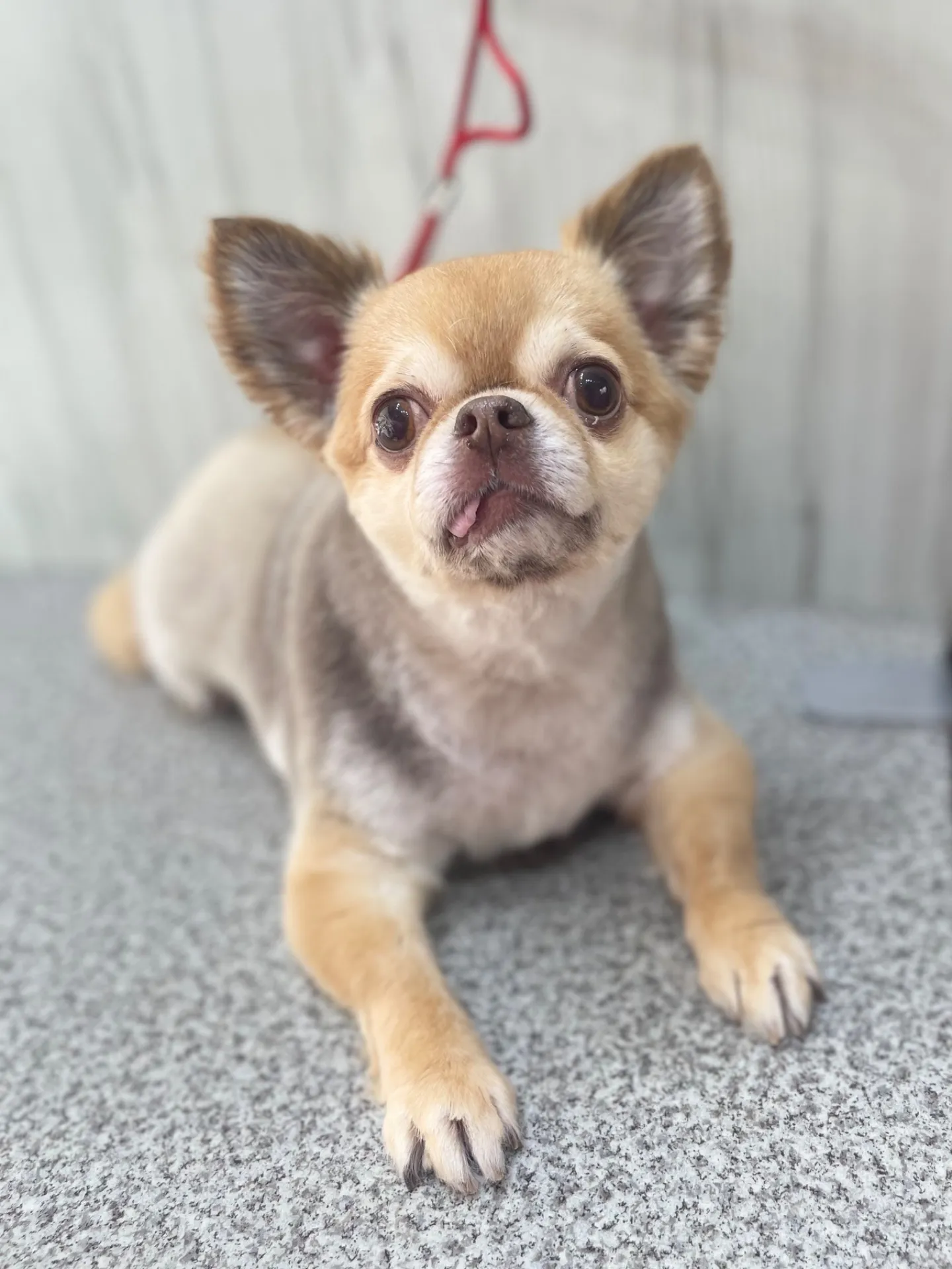 横須賀トリミング🐶✂️