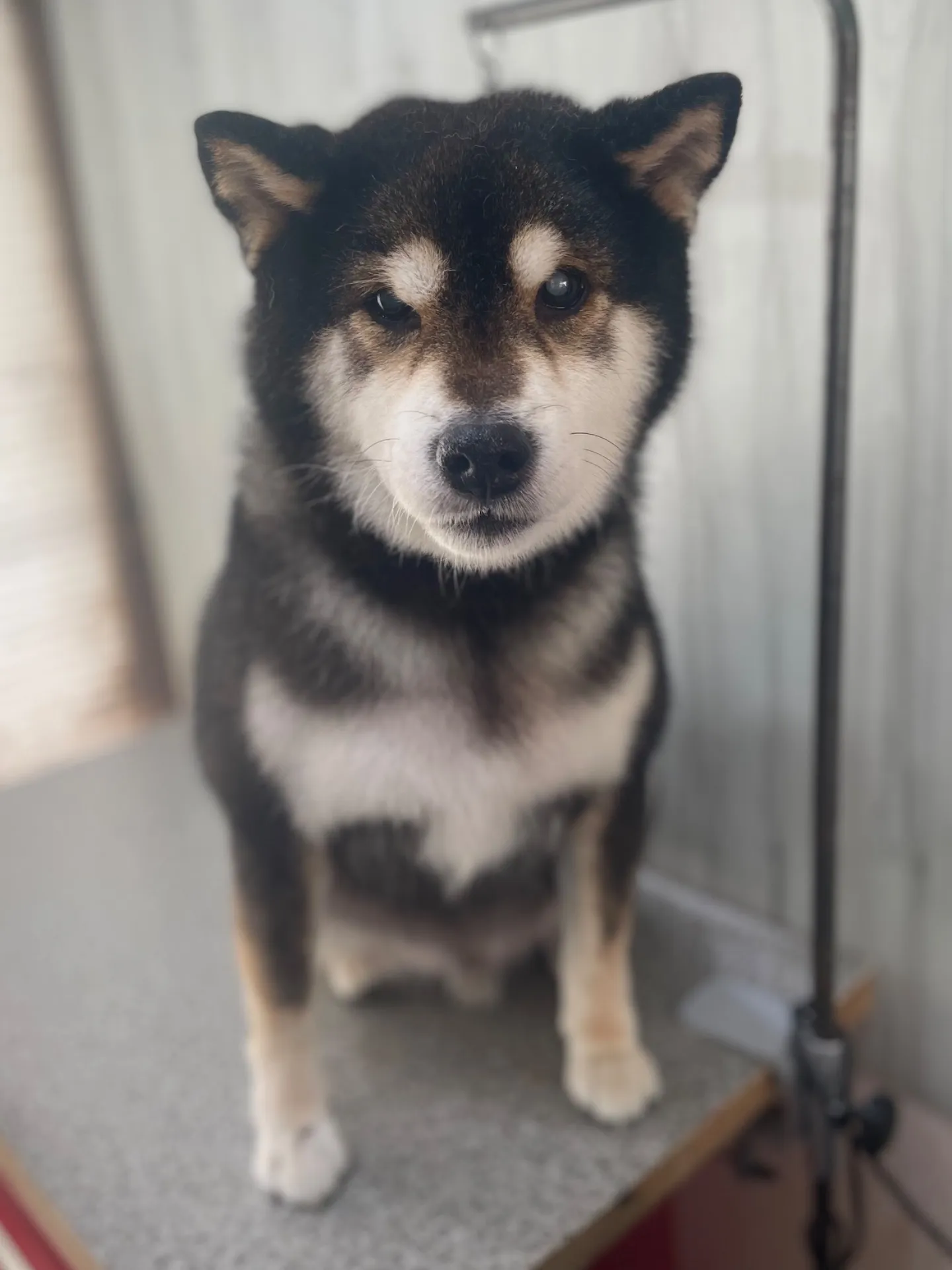 横須賀トリミング🐶✂️