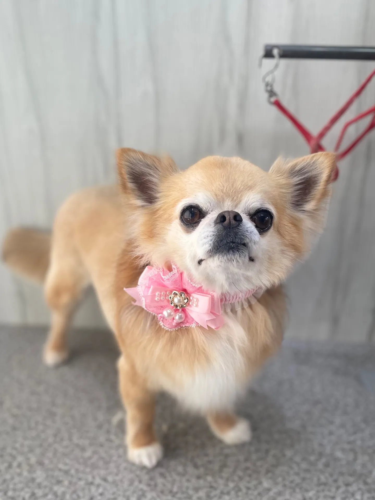 横須賀トリミング🐶✂️