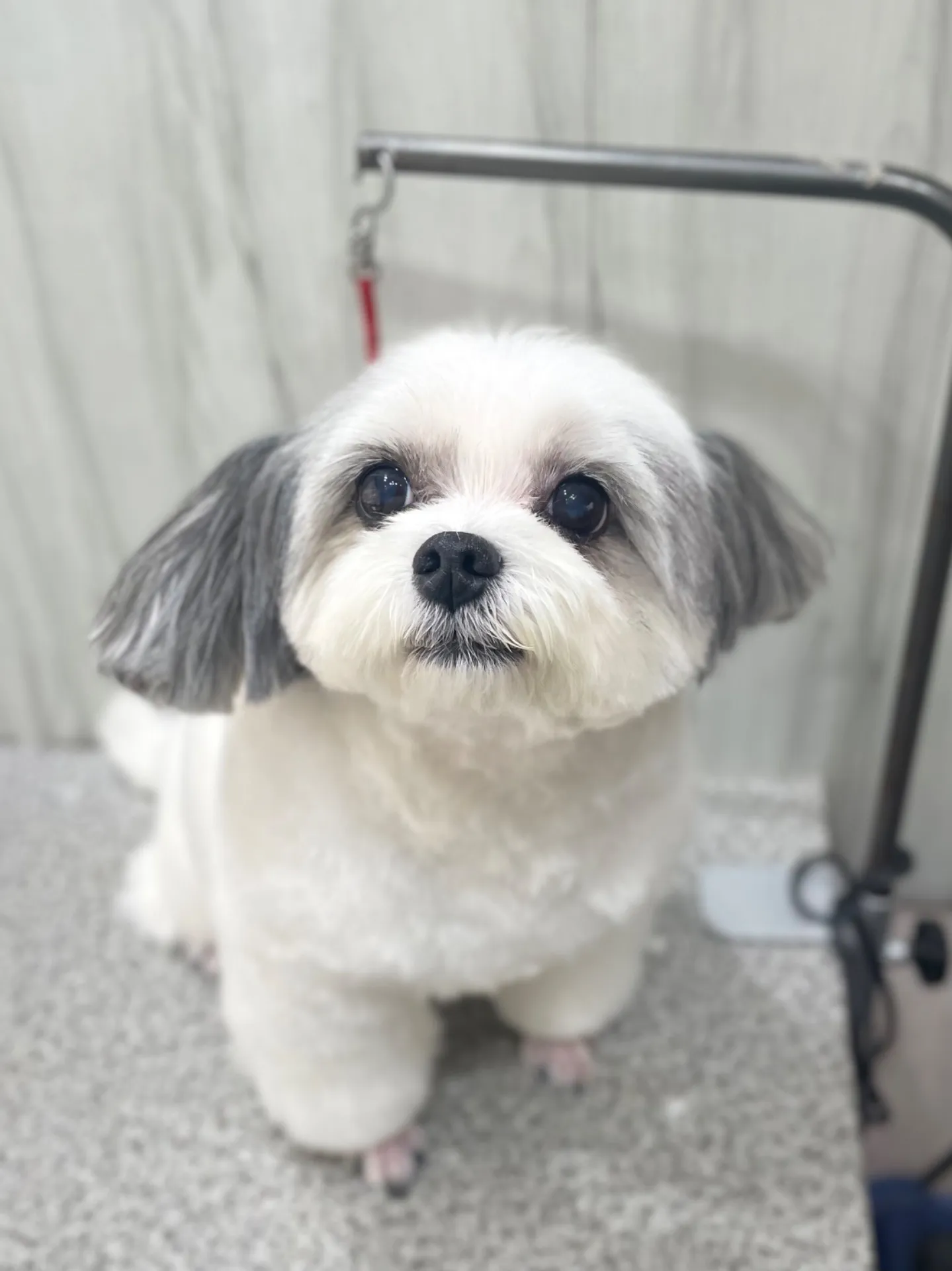 横須賀トリミング🐶✂️