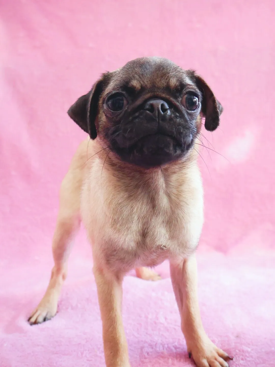 パグ/女の子👧/ペット番号288