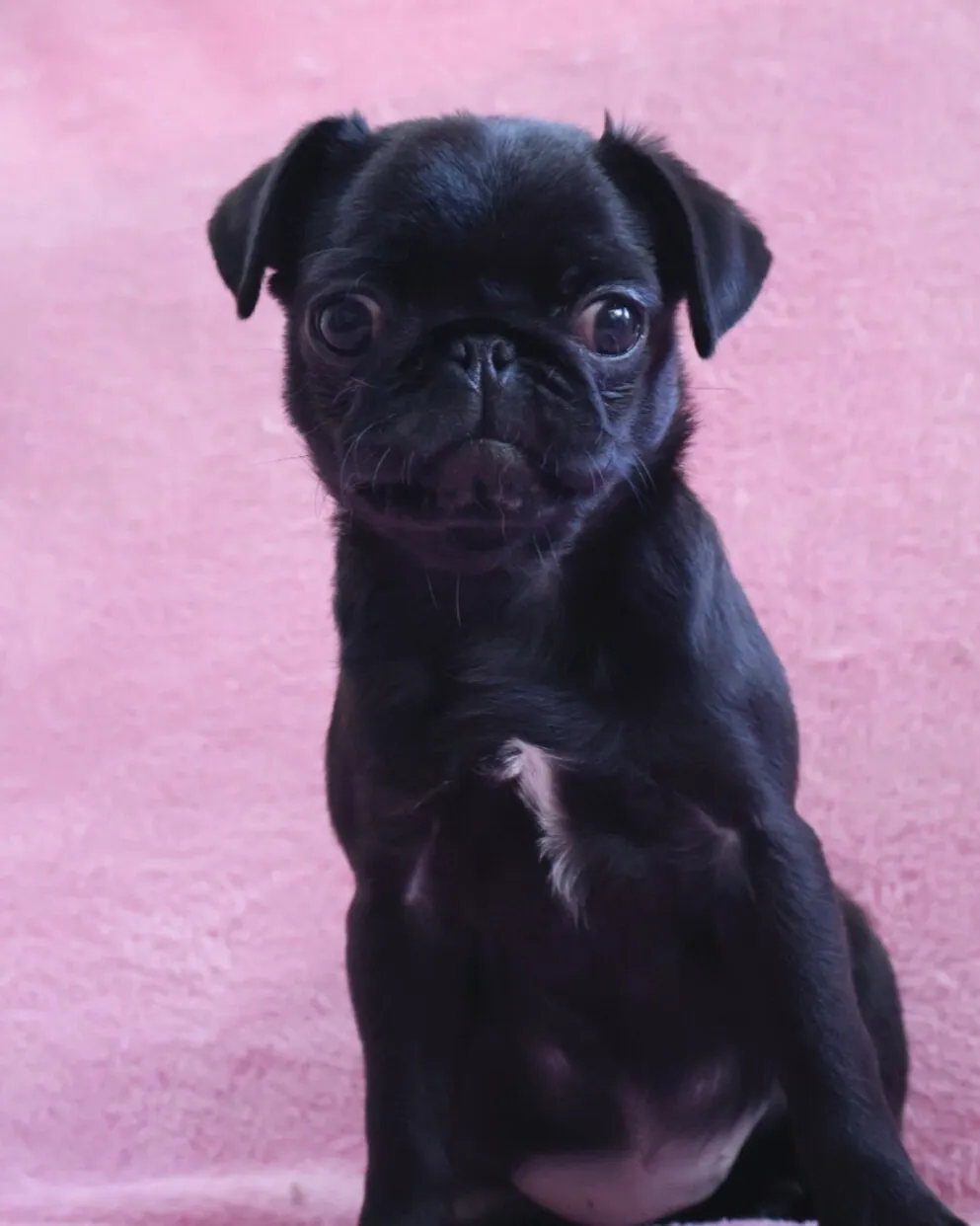 パグ/女の子👧/ペット番号310