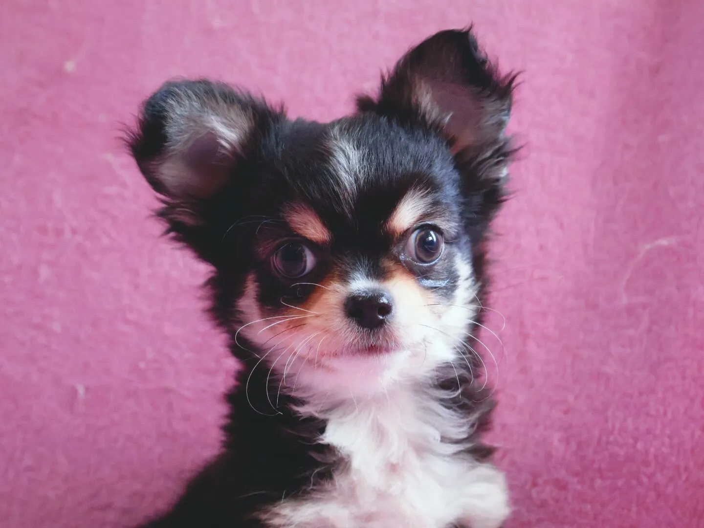 チワワ/男の子👦/ペット番号315