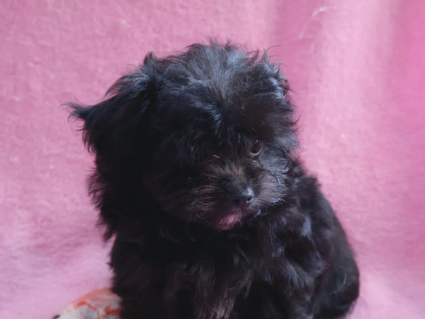 チワプー/女の子👧/ペット番号314