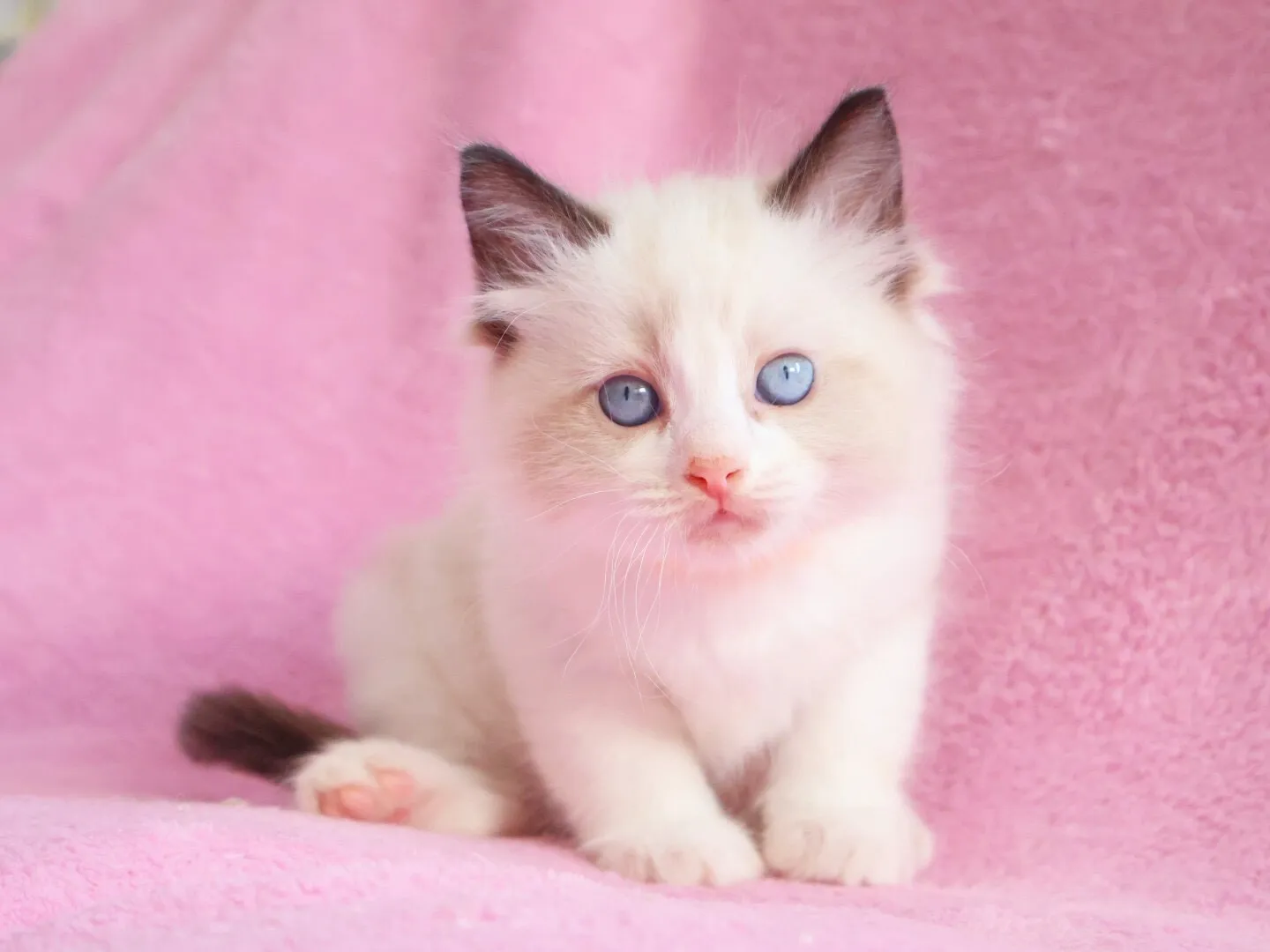 ラグドール/男の子👦/ペット番号316