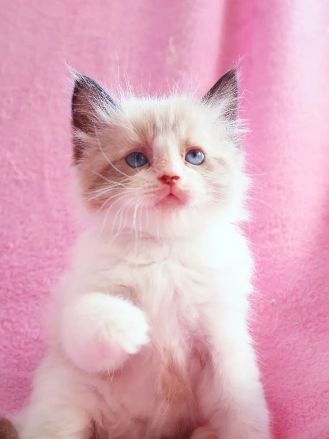 ラグドール/男の子👦/ペット番号318