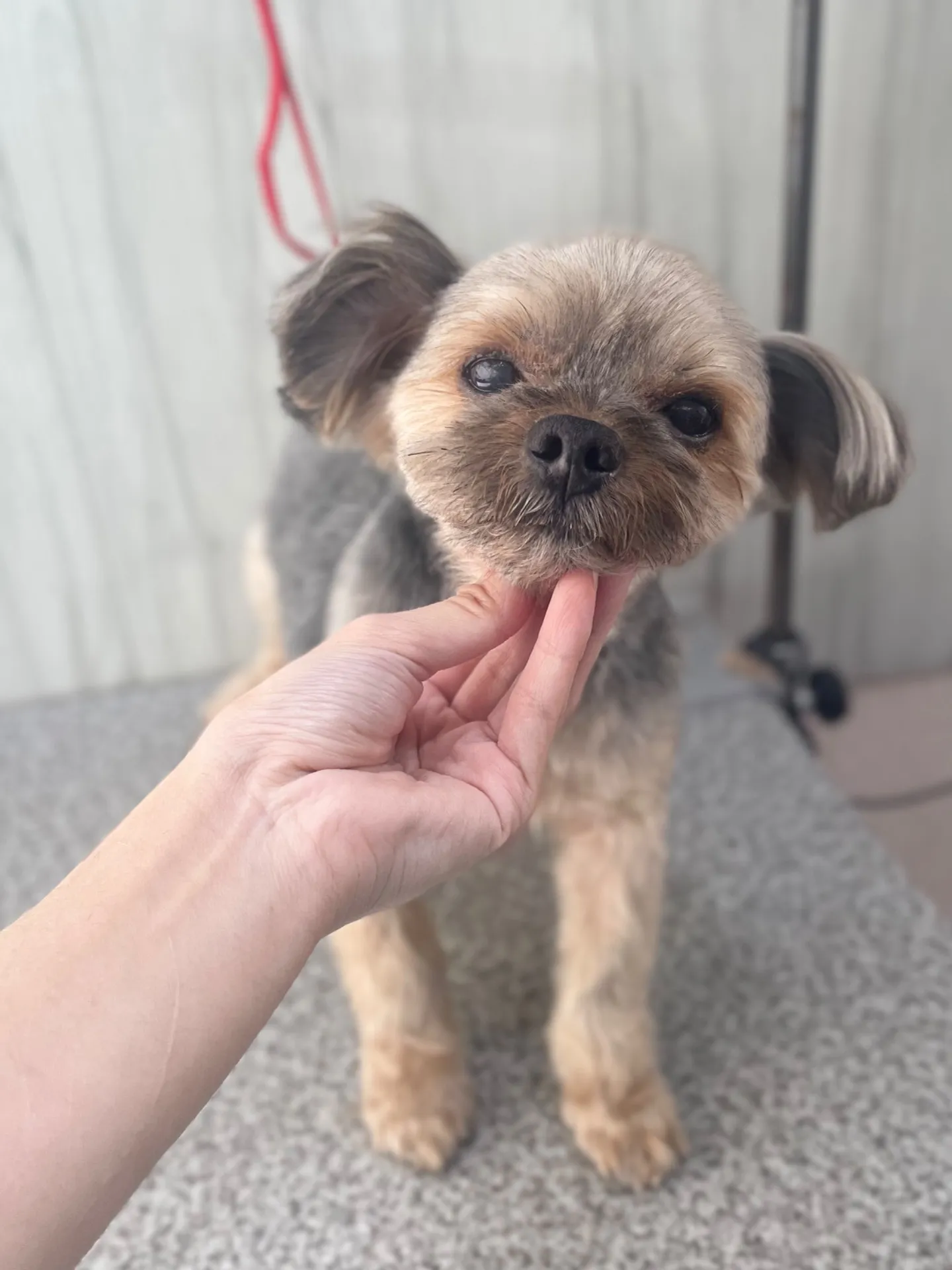 横須賀トリミング🐶🐾