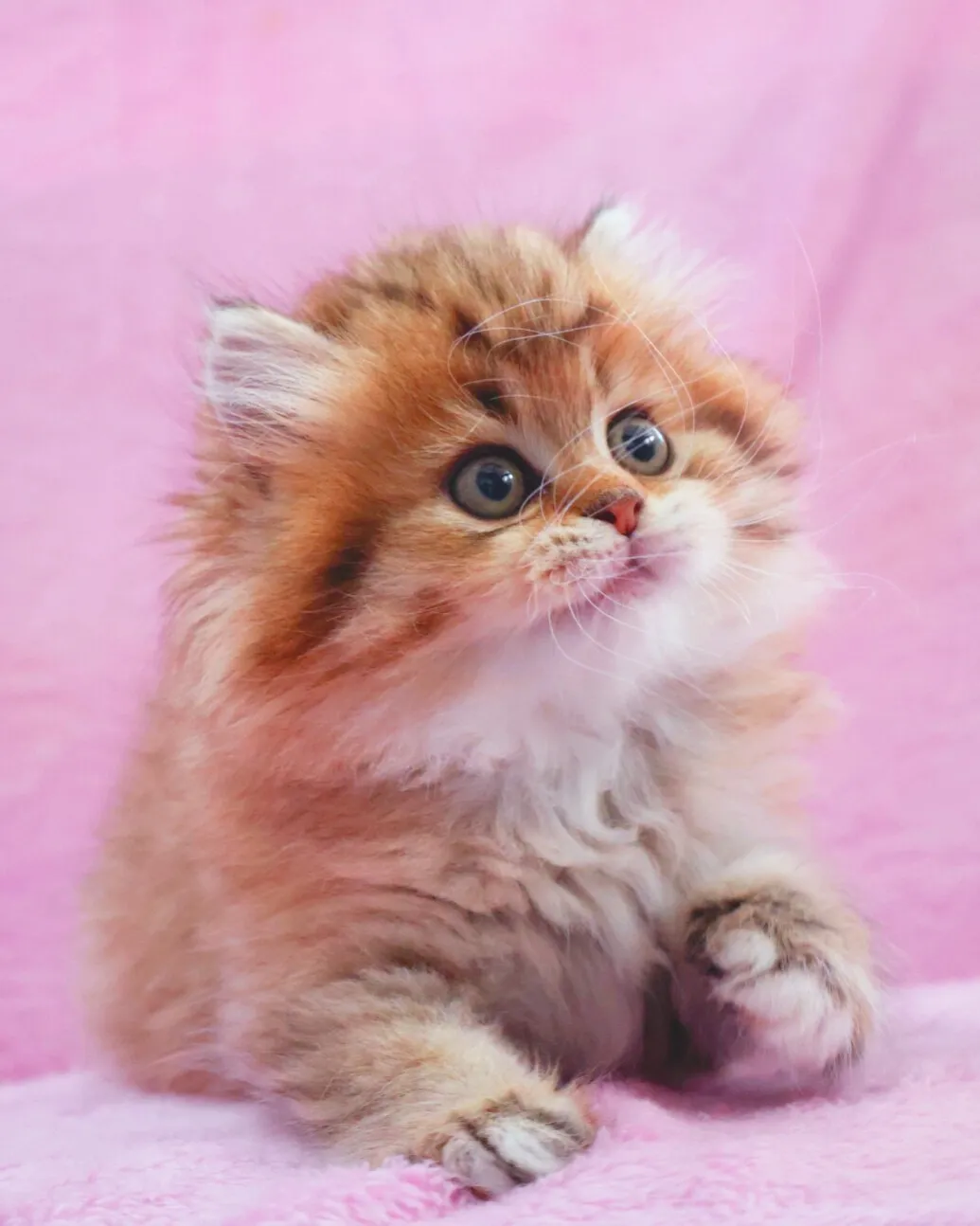 サイベリアン/女の子👧/ペット番号319