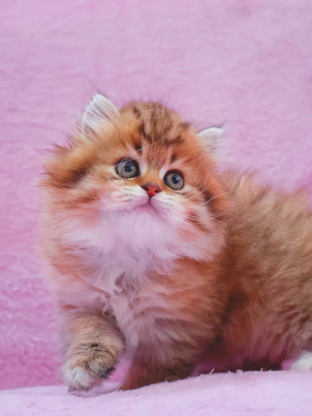 サイベリアン/女の子👧/ペット番号319