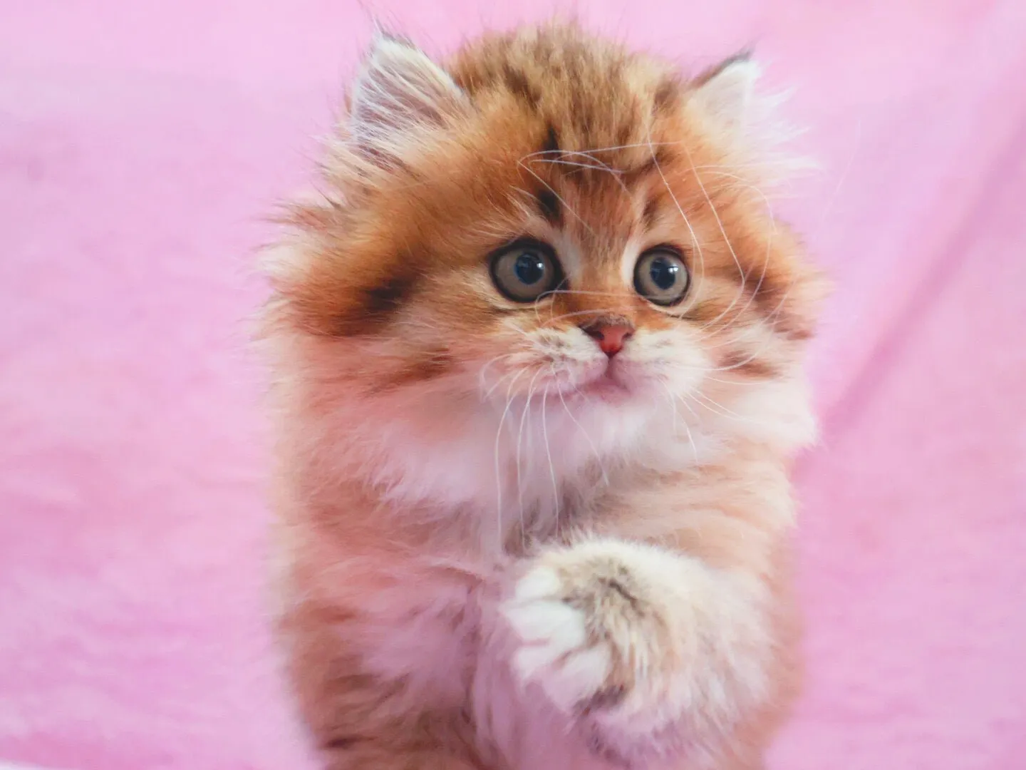 サイベリアン/女の子👧/ペット番号319