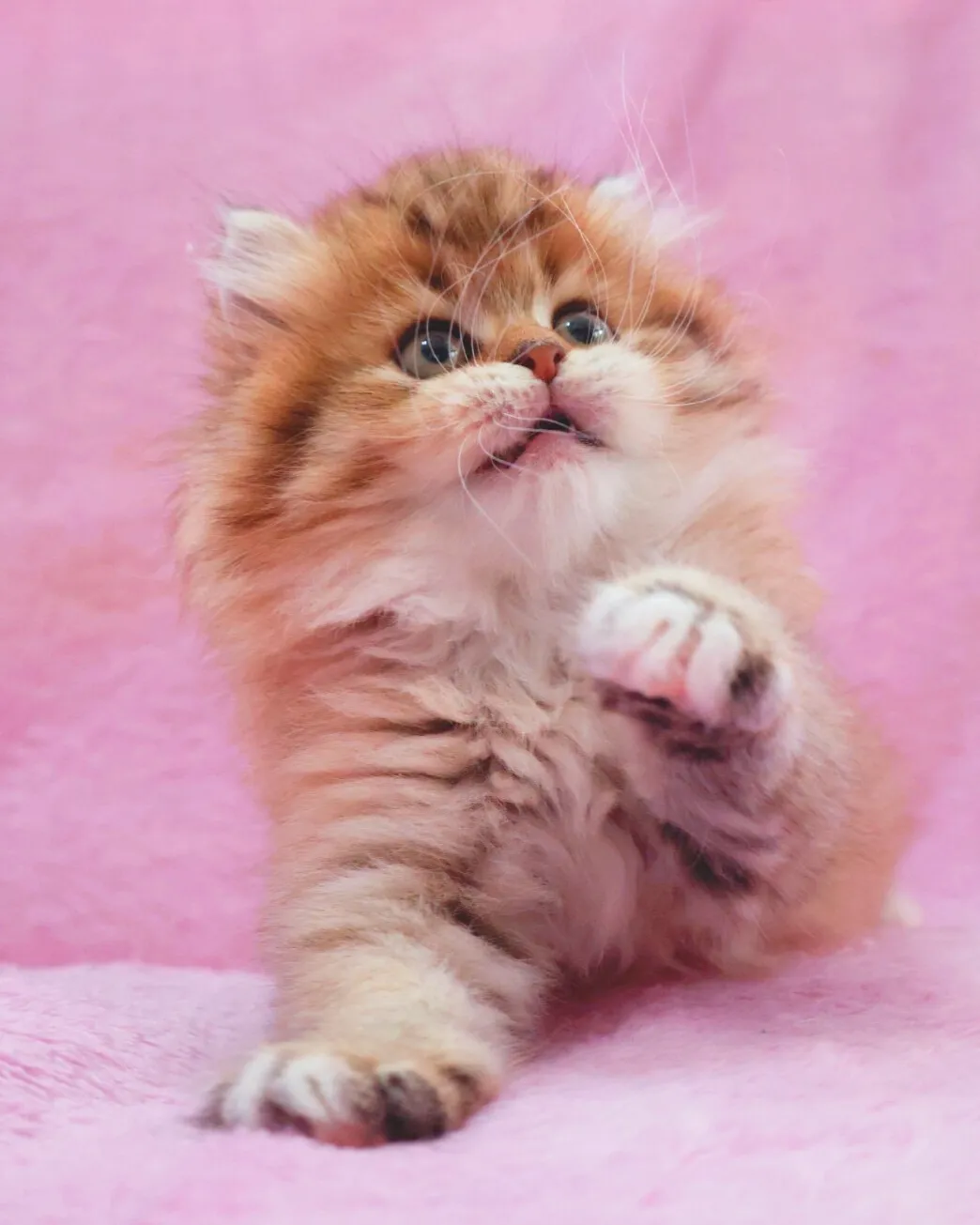 サイベリアン/女の子👧/ペット番号319